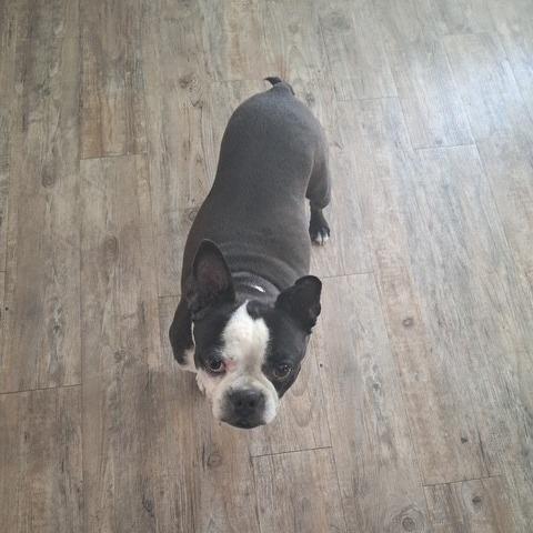 Enlarge NAOMI, a Adoptable Boston Terrier in Decatur, AL image 1/6