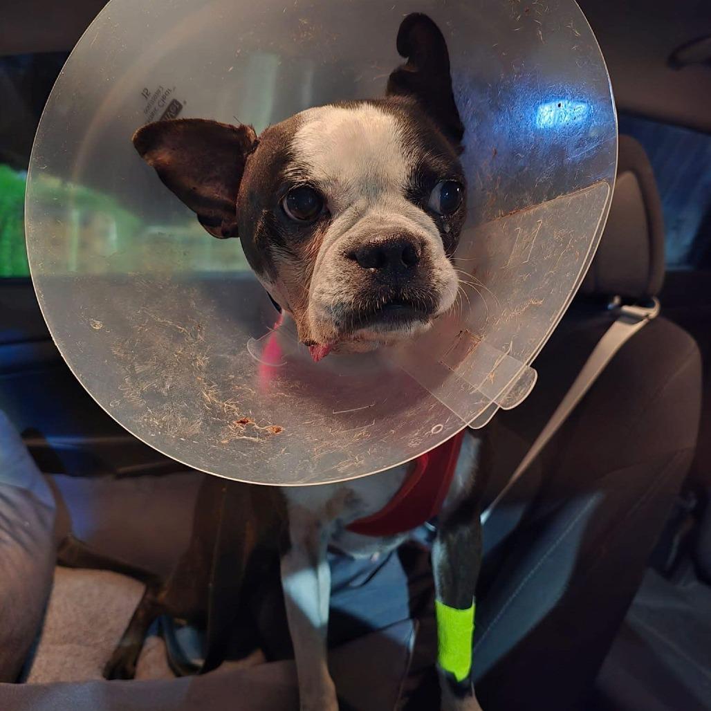 Enlarge NAOMI, a Adoptable Boston Terrier in Decatur, AL image 4/6