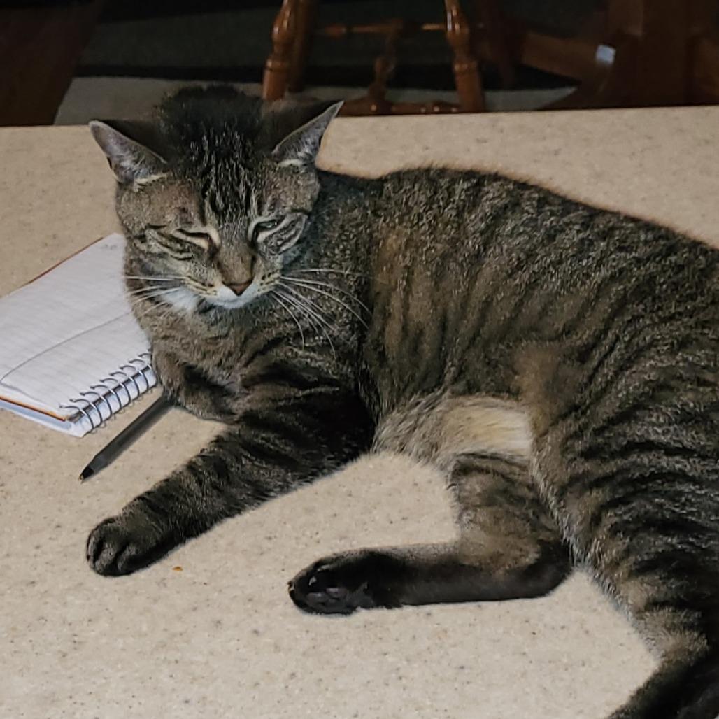 Lady Miss Sweetheart C12847, Adoptable, Senior Female Domestic Short Hair.