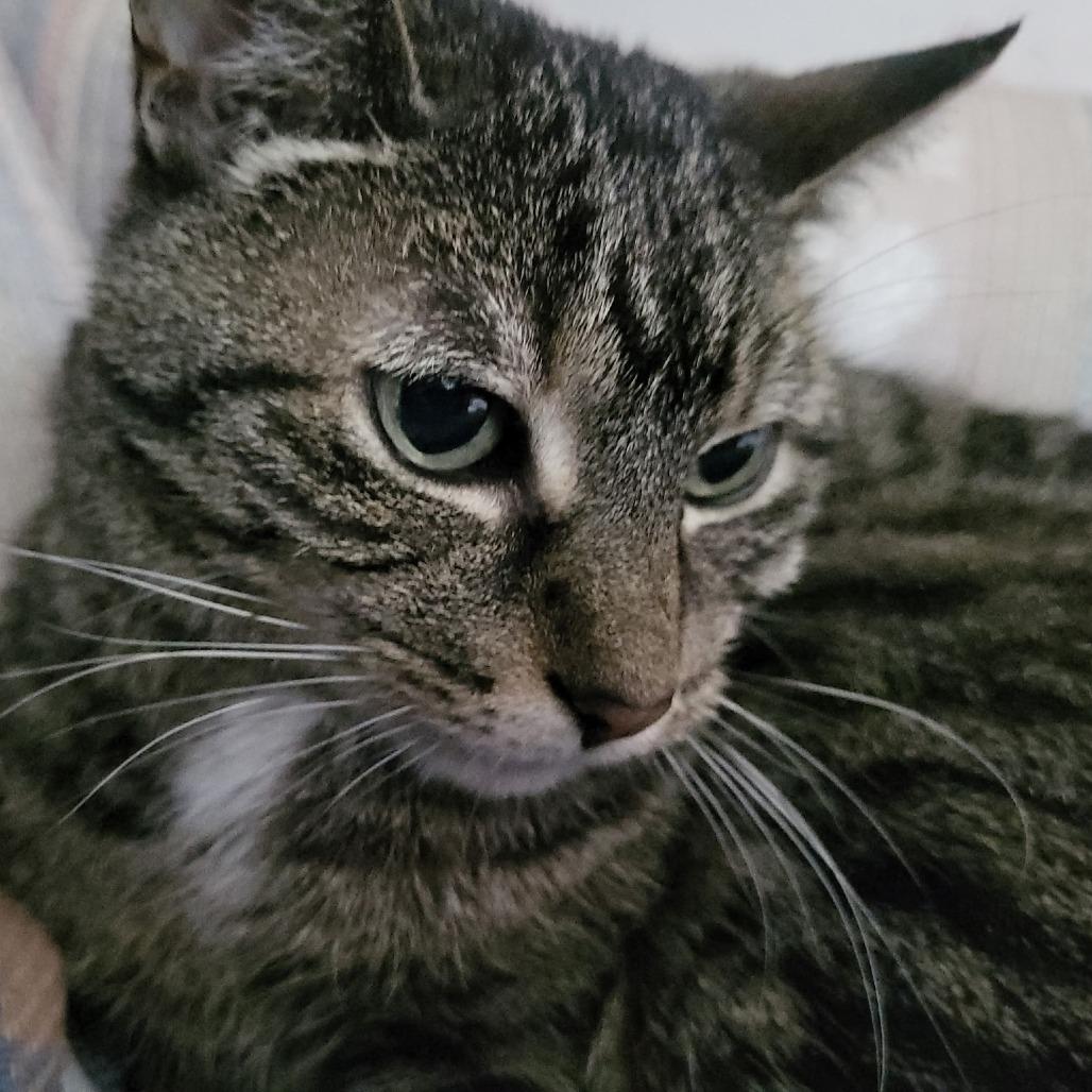 Enlarge Lady Miss Sweetheart C12847, a Adoptable Domestic Short Hair in Savage, MN image 2/4