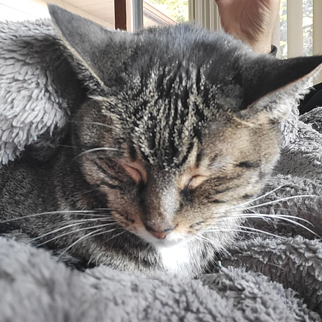 Enlarge Lady Miss Sweetheart C12847, a Adoptable Domestic Short Hair in Savage, MN image 3/4