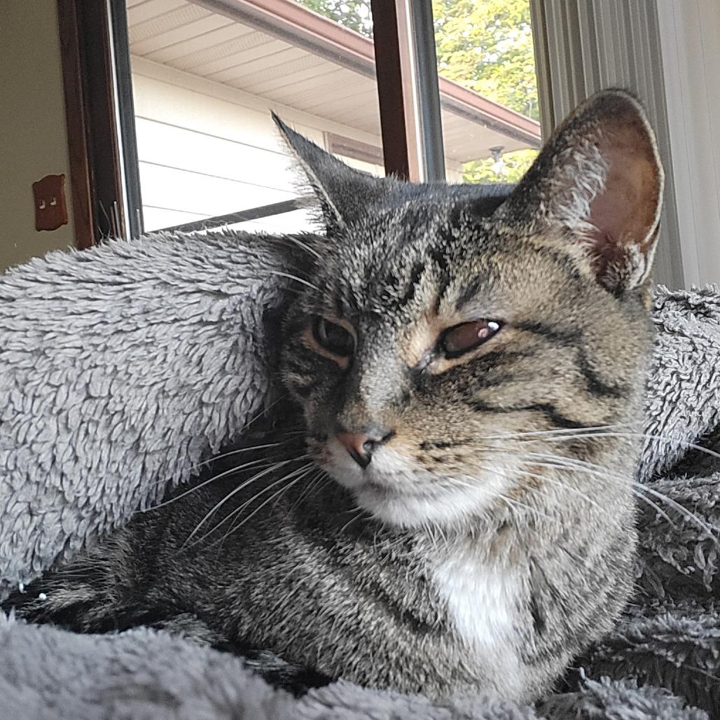 Enlarge Lady Miss Sweetheart C12847, a Adoptable Domestic Short Hair in Savage, MN image 4/4