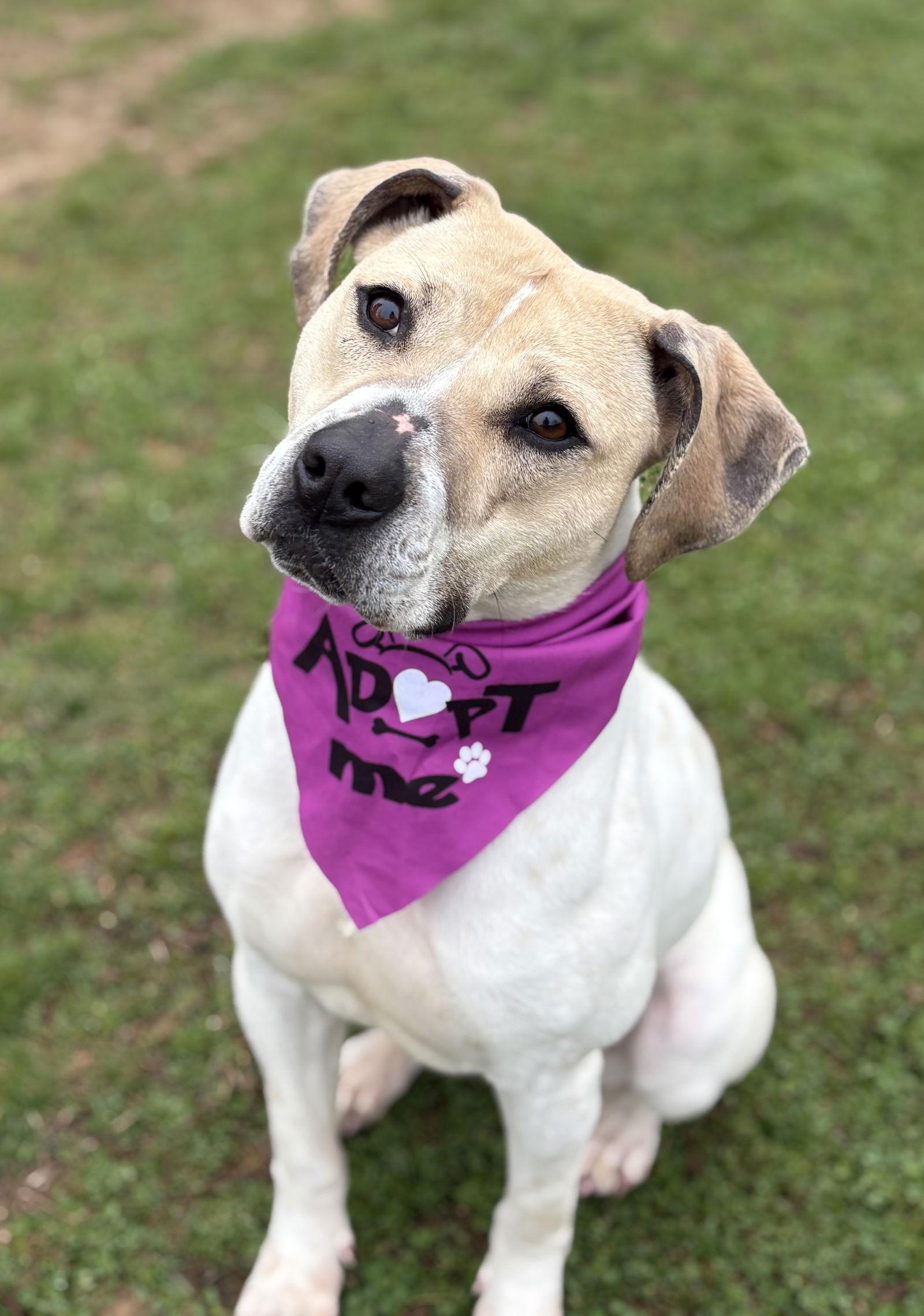 Enlarge Ophelia, a Adoptable Mixed Breed in Spring Lake, NJ image 2/3