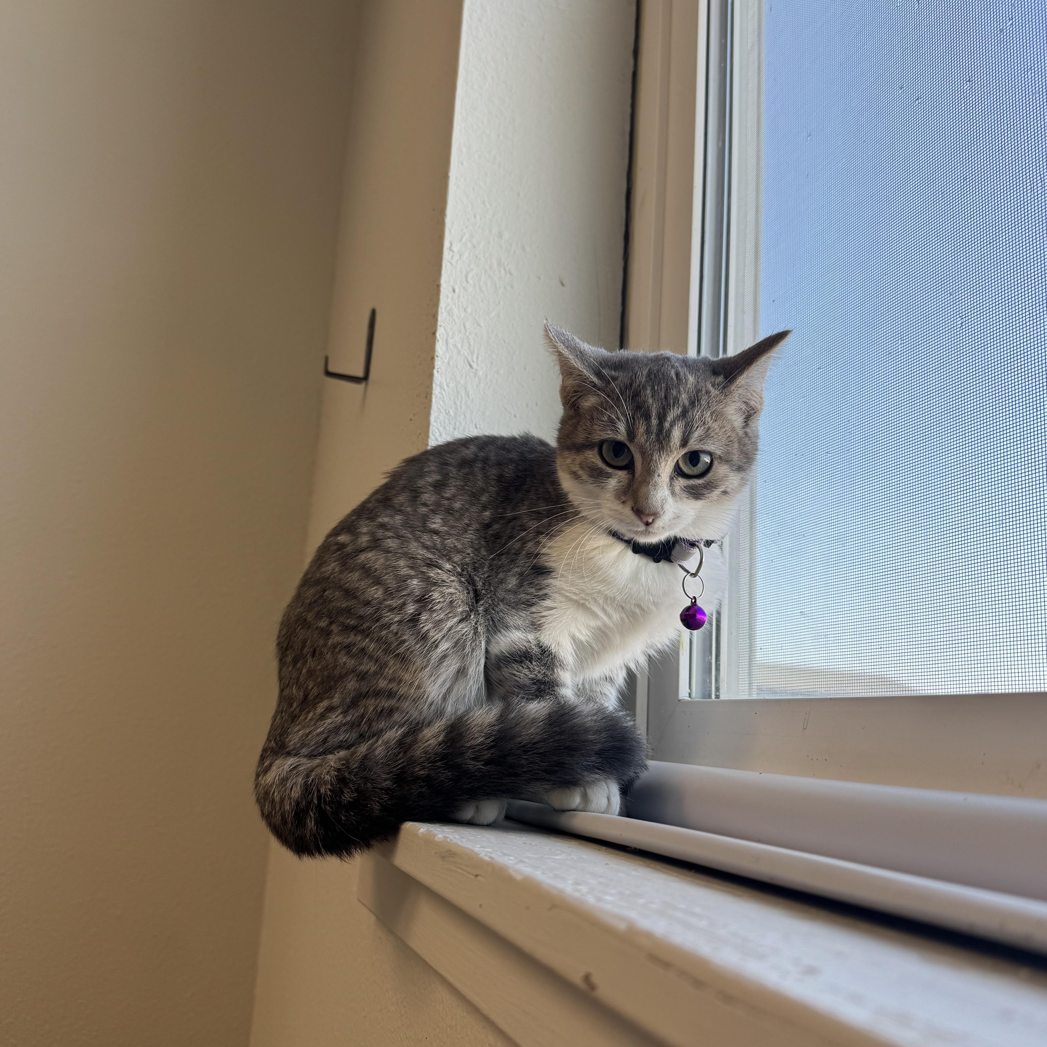 Maggie, Adoptable, Young Female Domestic Short Hair.