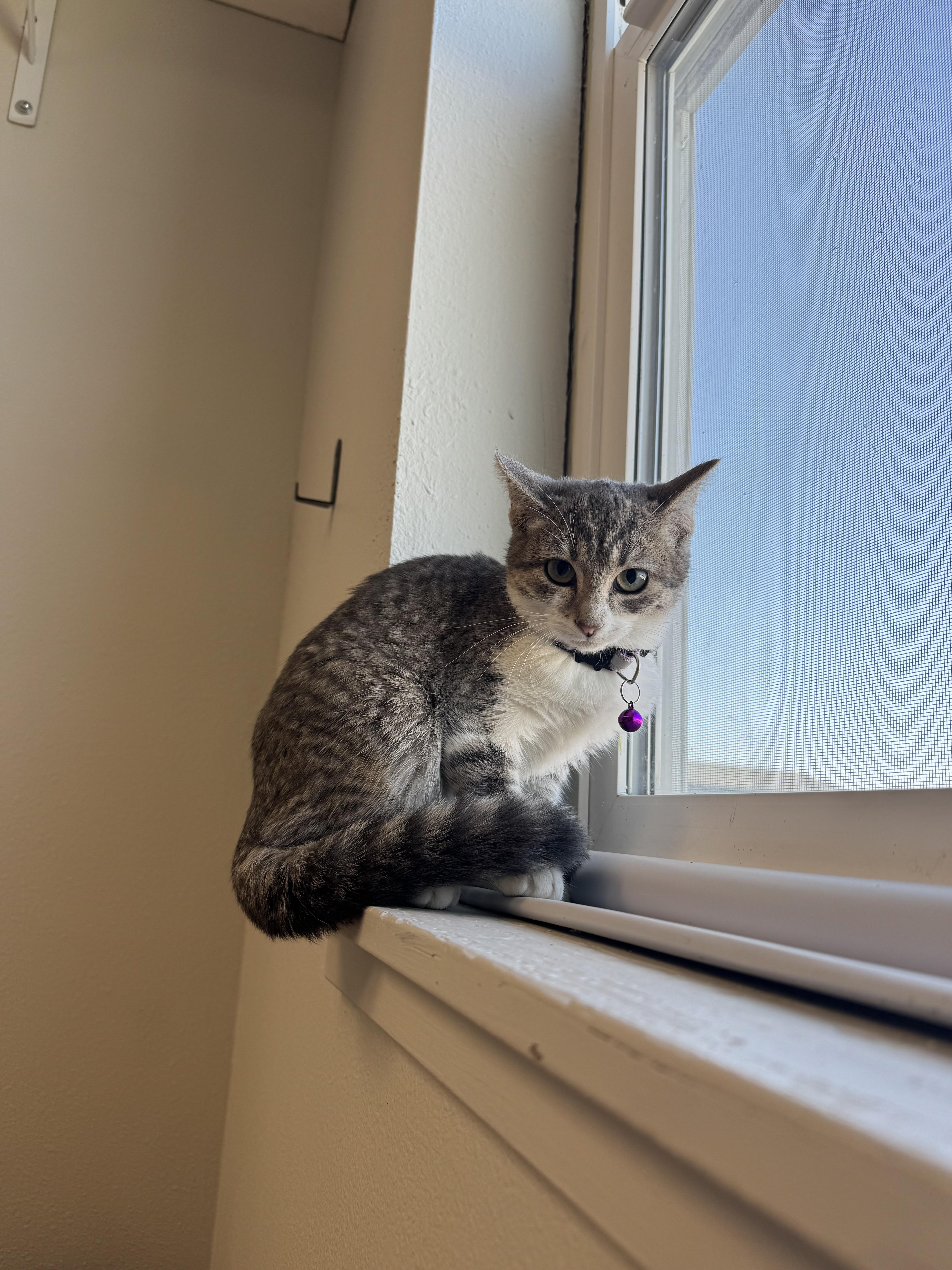 Maggie, an adoptable Domestic Short Hair in La Grande, OR, 97850 | Photo Image 1
