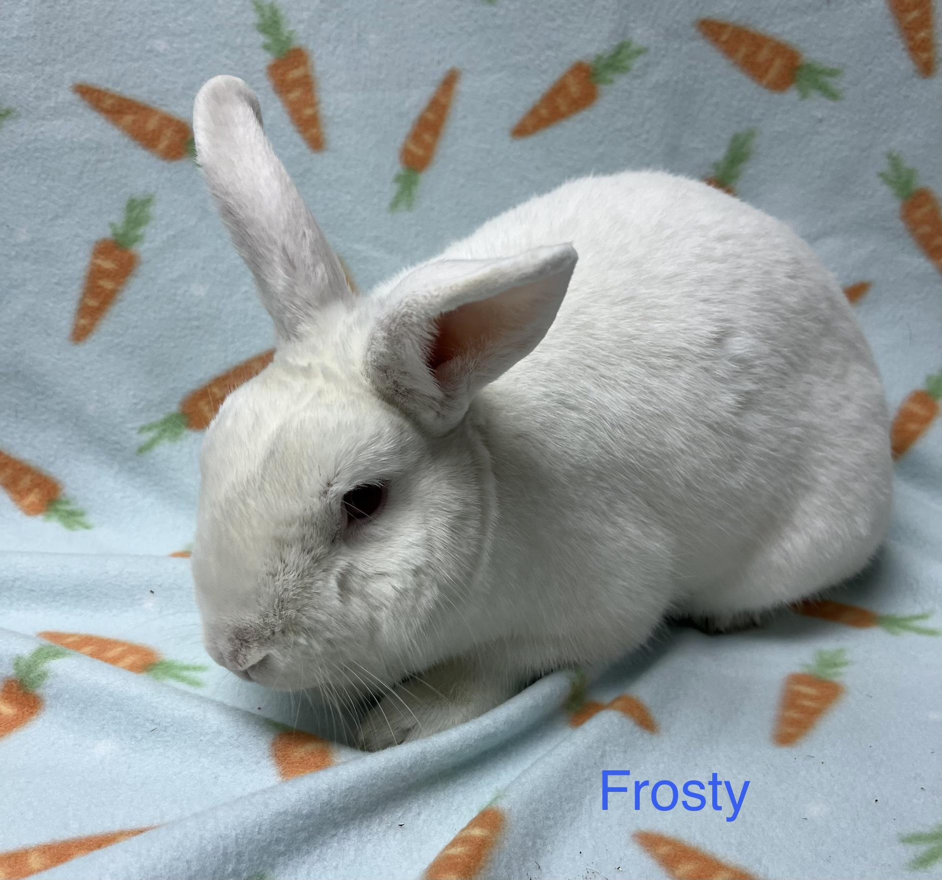 Frosty, ADOPTABLE, Adult Male Bunny Rabbit.