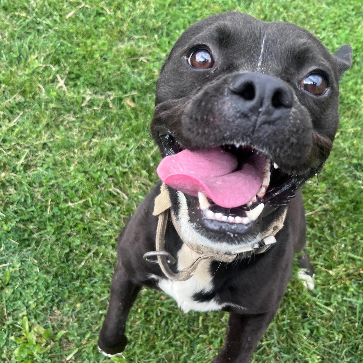 Warren, a ADOPTABLE mixed breed in West Jefferson, OH image 4/4