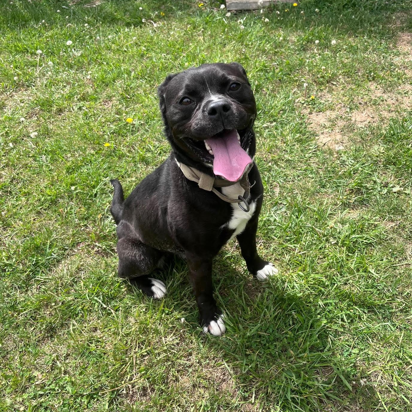 Warren, a ADOPTABLE mixed breed in West Jefferson, OH image 2/4