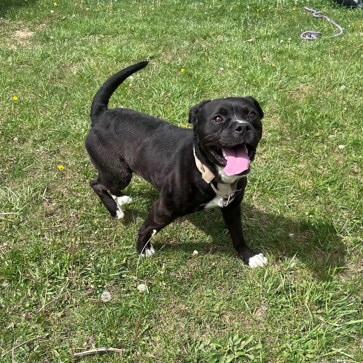 Warren, a ADOPTABLE mixed breed in West Jefferson, OH image 3/4