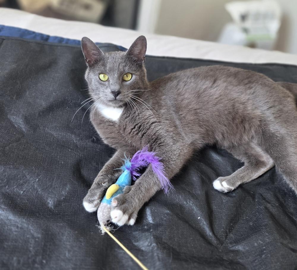 Sullivan, Adoptable, Young Male Domestic Short Hair.