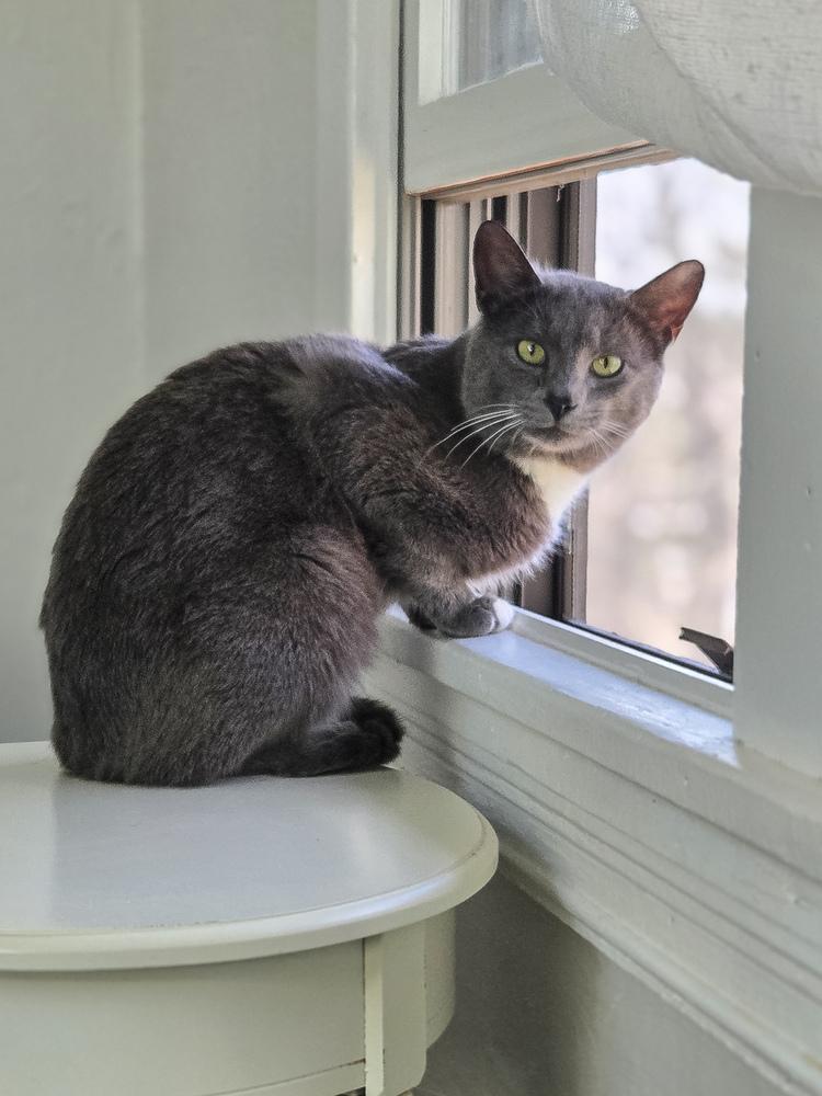 Enlarge Sullivan, a Adoptable mixed breed in Springdale, PA image 5/6