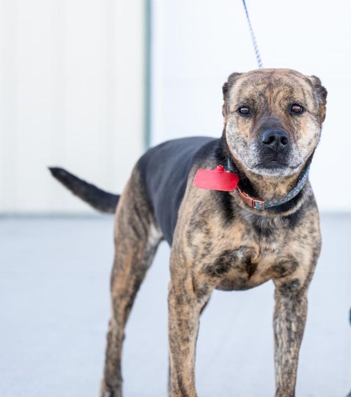 Enlarge Sneetches, a ADOPTABLE mixed breed in Othello, WA image 3/3