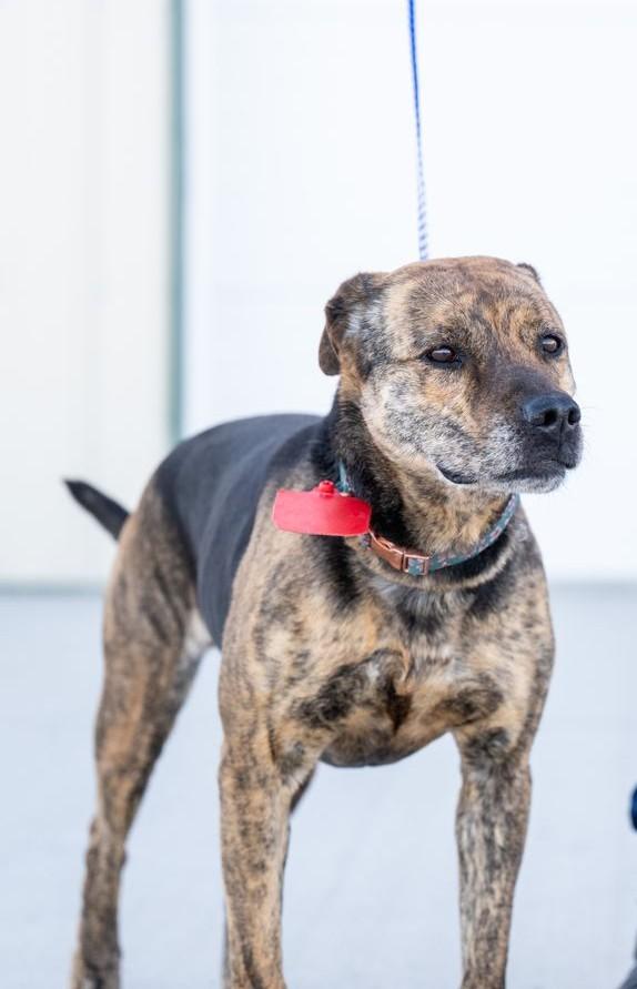Enlarge Sneetches, a ADOPTABLE mixed breed in Othello, WA image 2/3