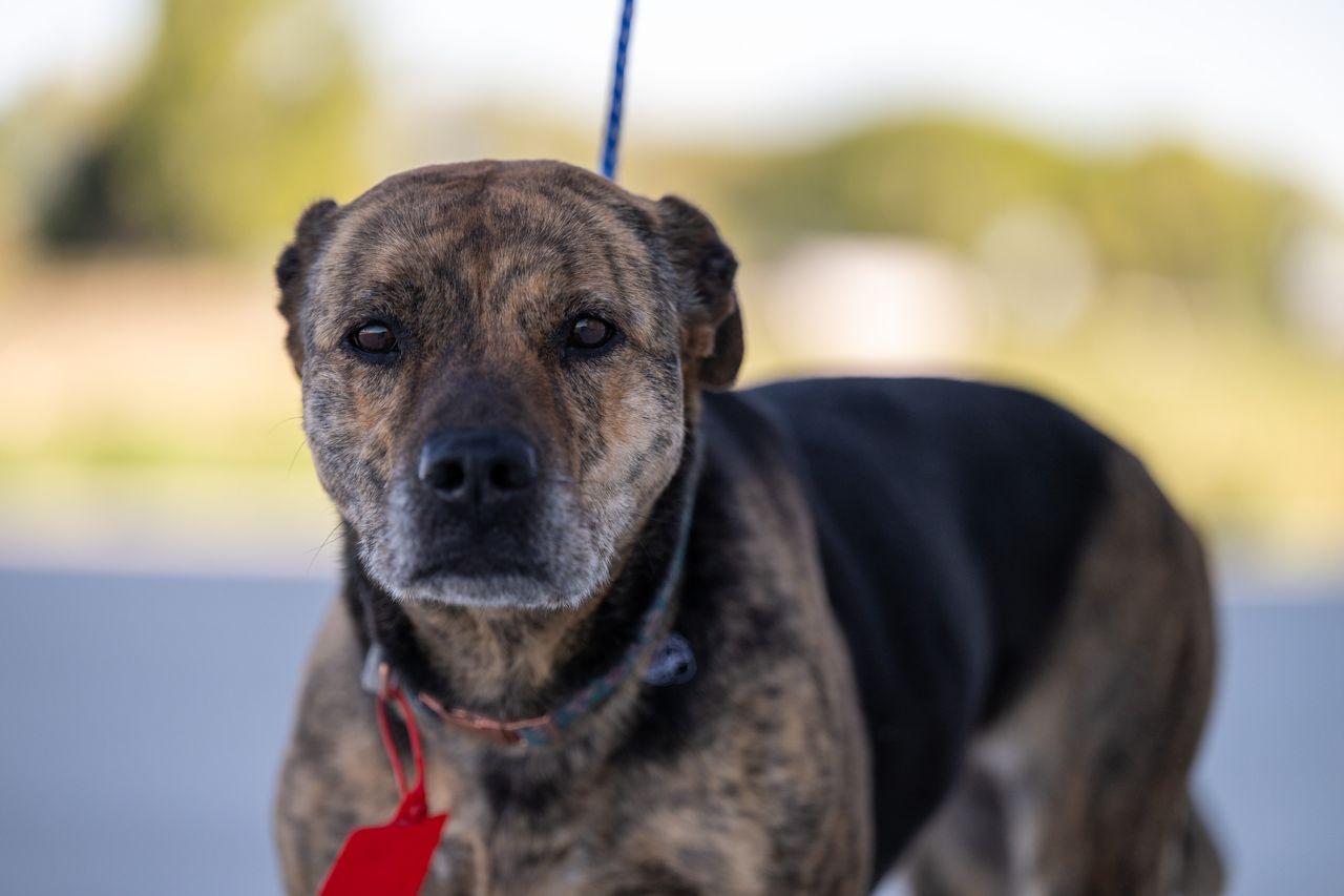 Enlarge Sneetches, a ADOPTABLE mixed breed in Othello, WA image 1/3