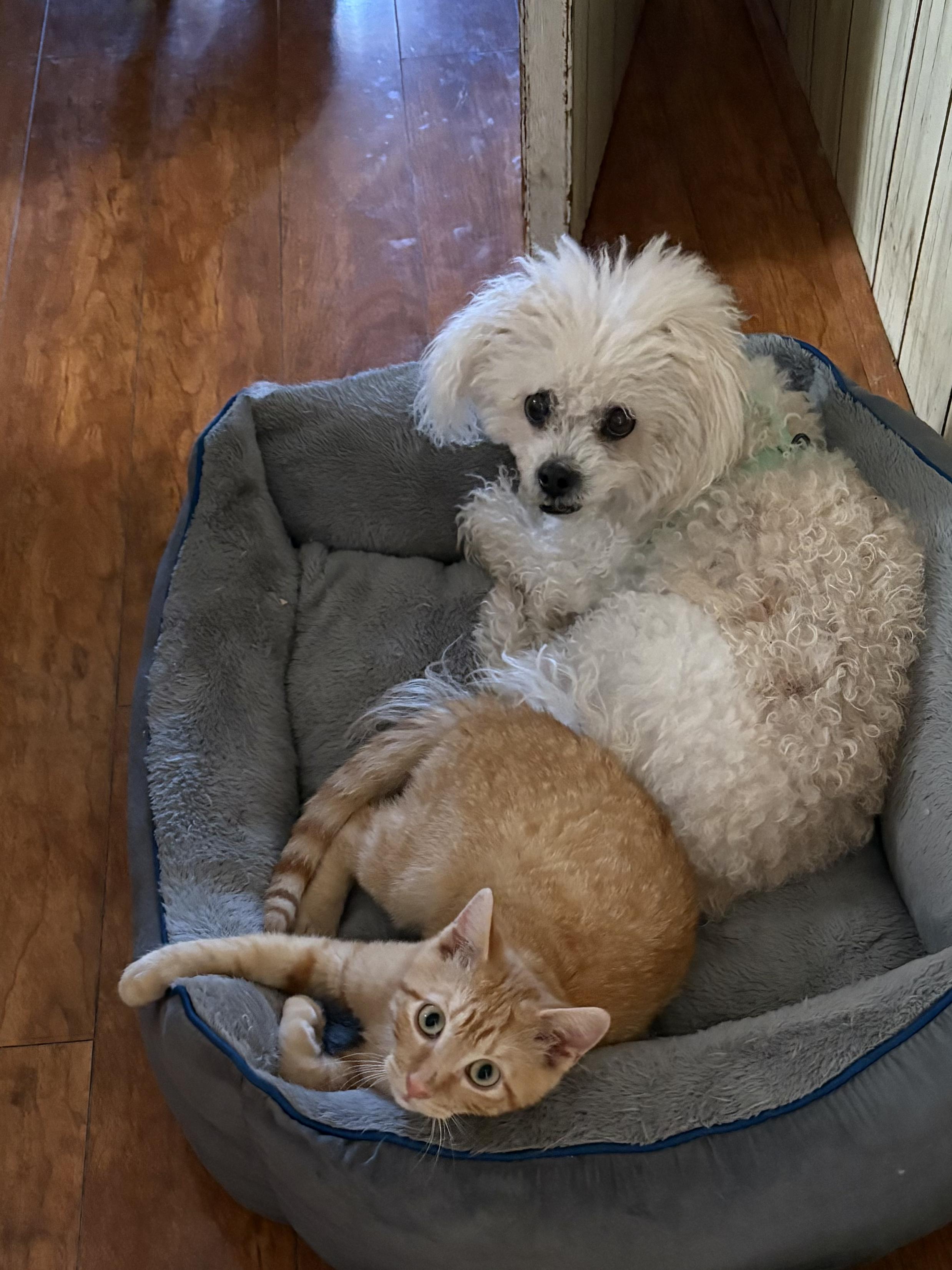 Enlarge Mango, a Adoptable American Shorthair in Jersey City, NJ image 1/6