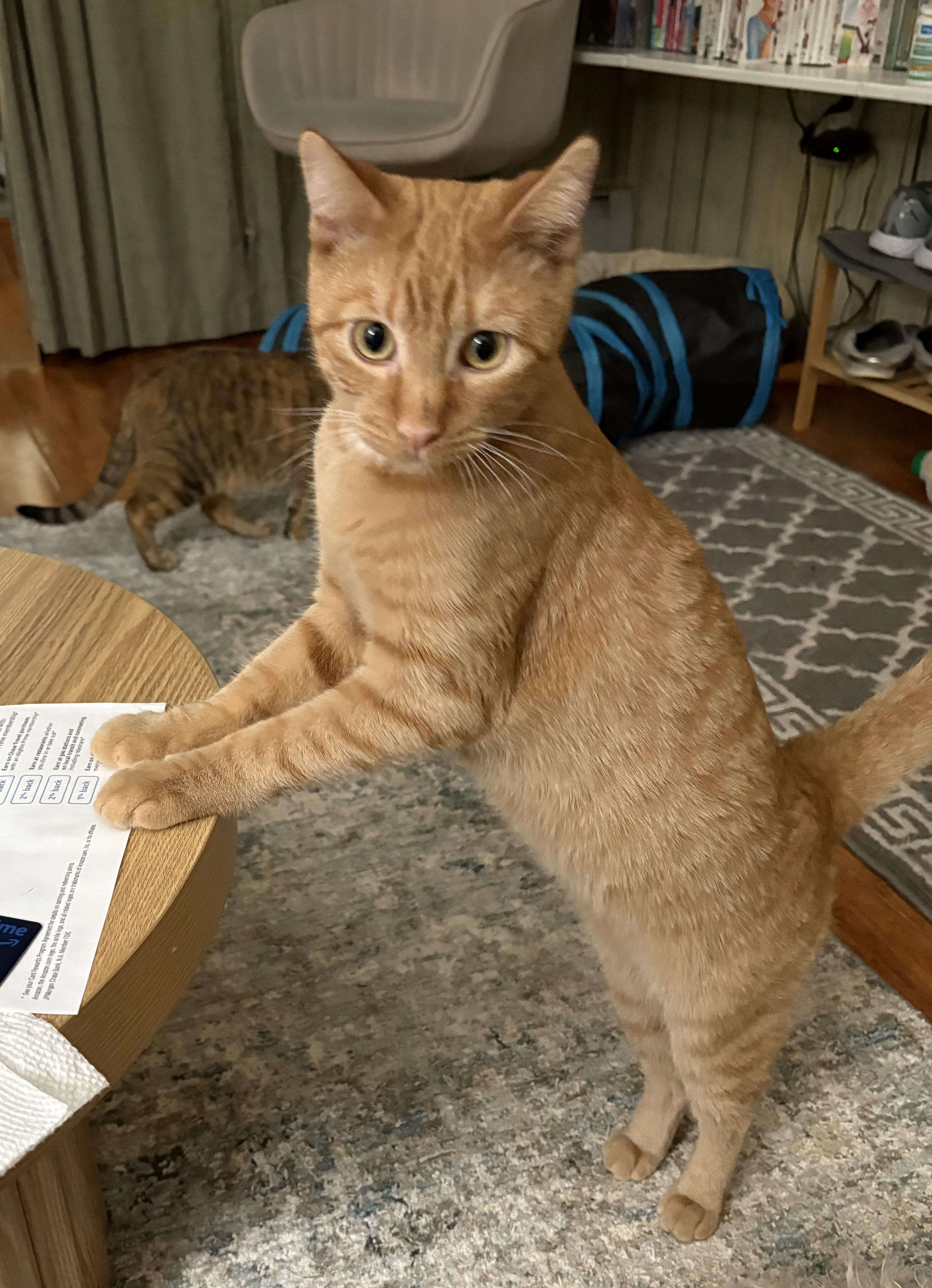 Enlarge Mango, a Adoptable American Shorthair in Jersey City, NJ image 2/6