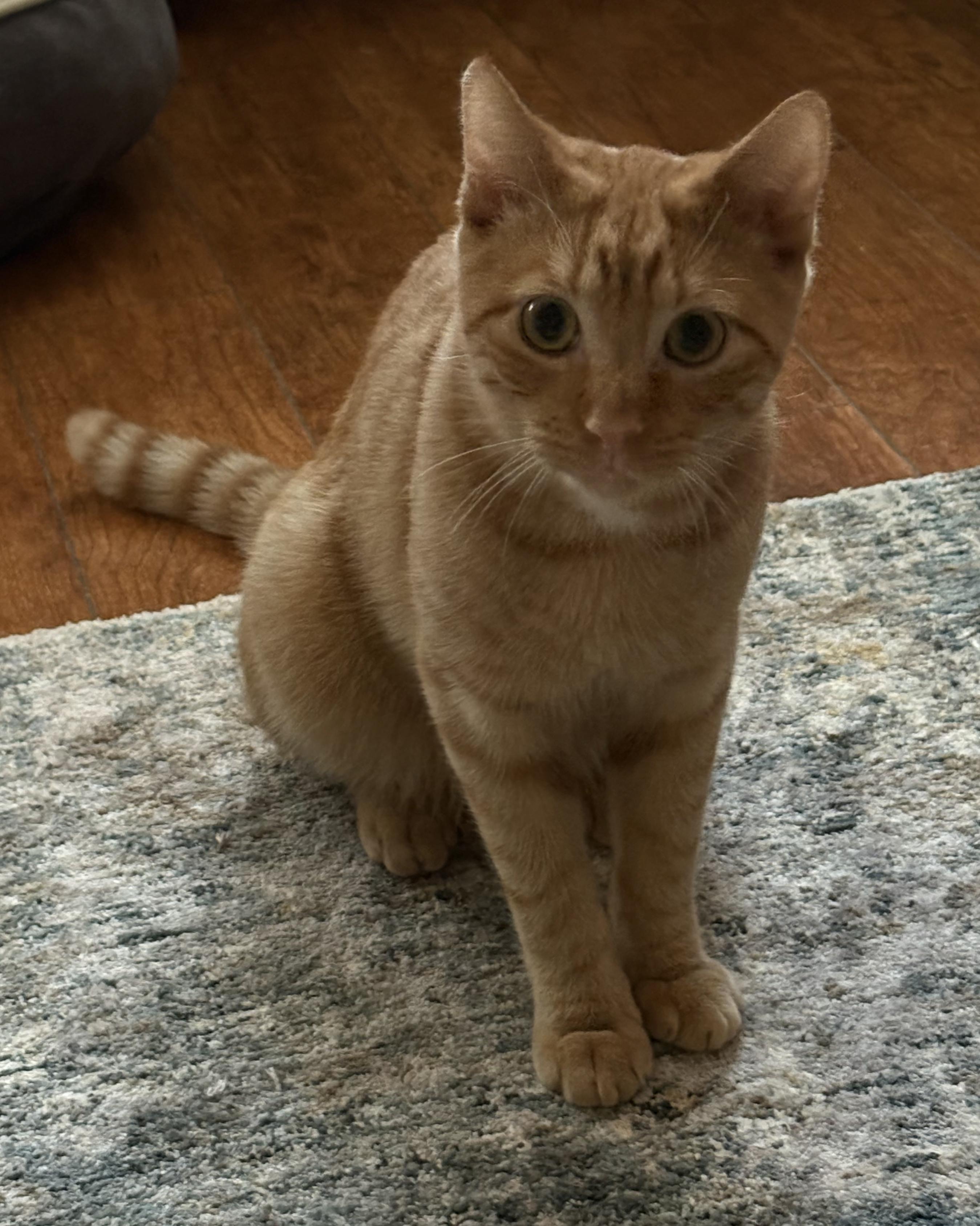 Enlarge Mango, a Adoptable American Shorthair in Jersey City, NJ image 3/6