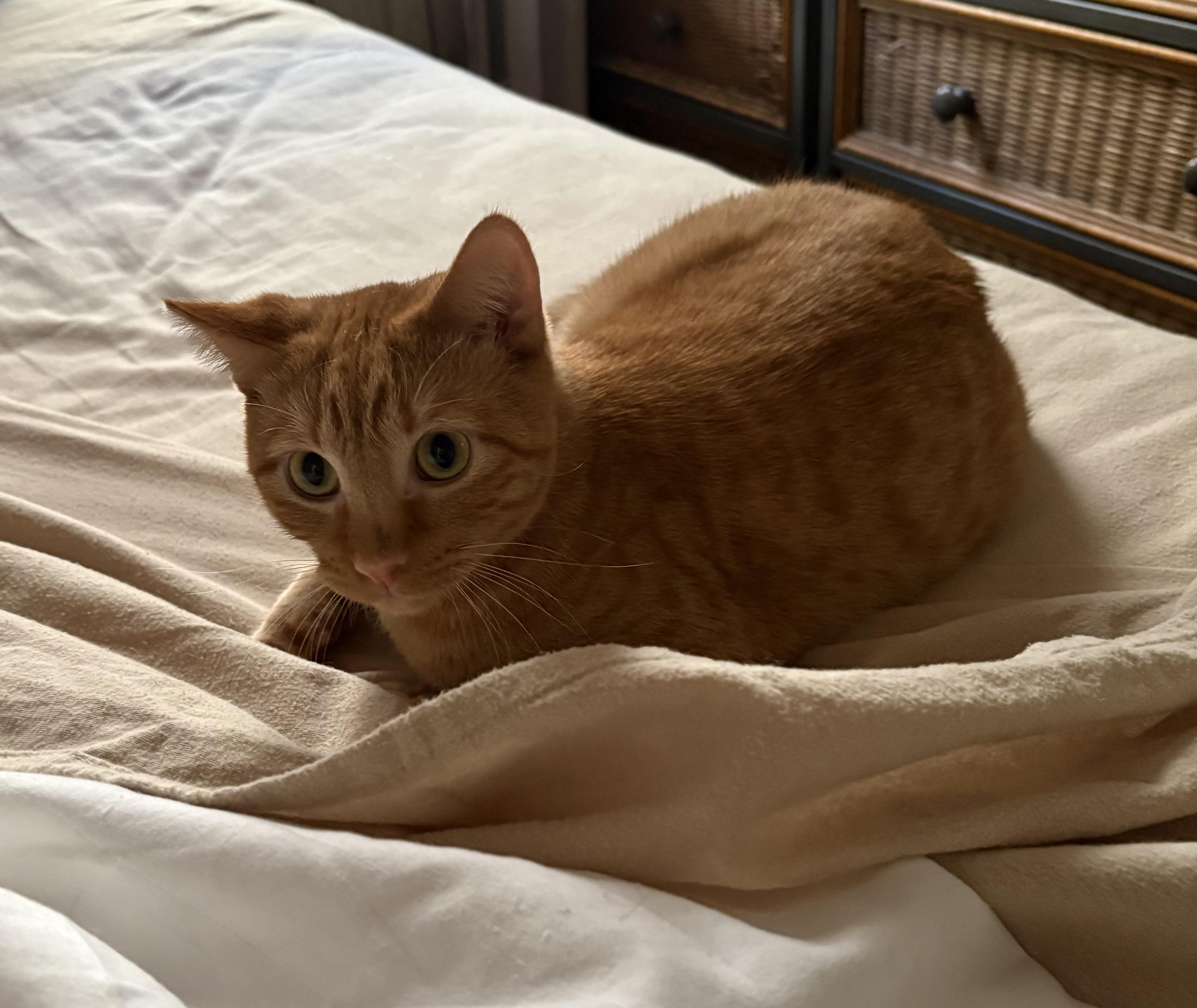 Enlarge Mango, a Adoptable American Shorthair in Jersey City, NJ image 6/6