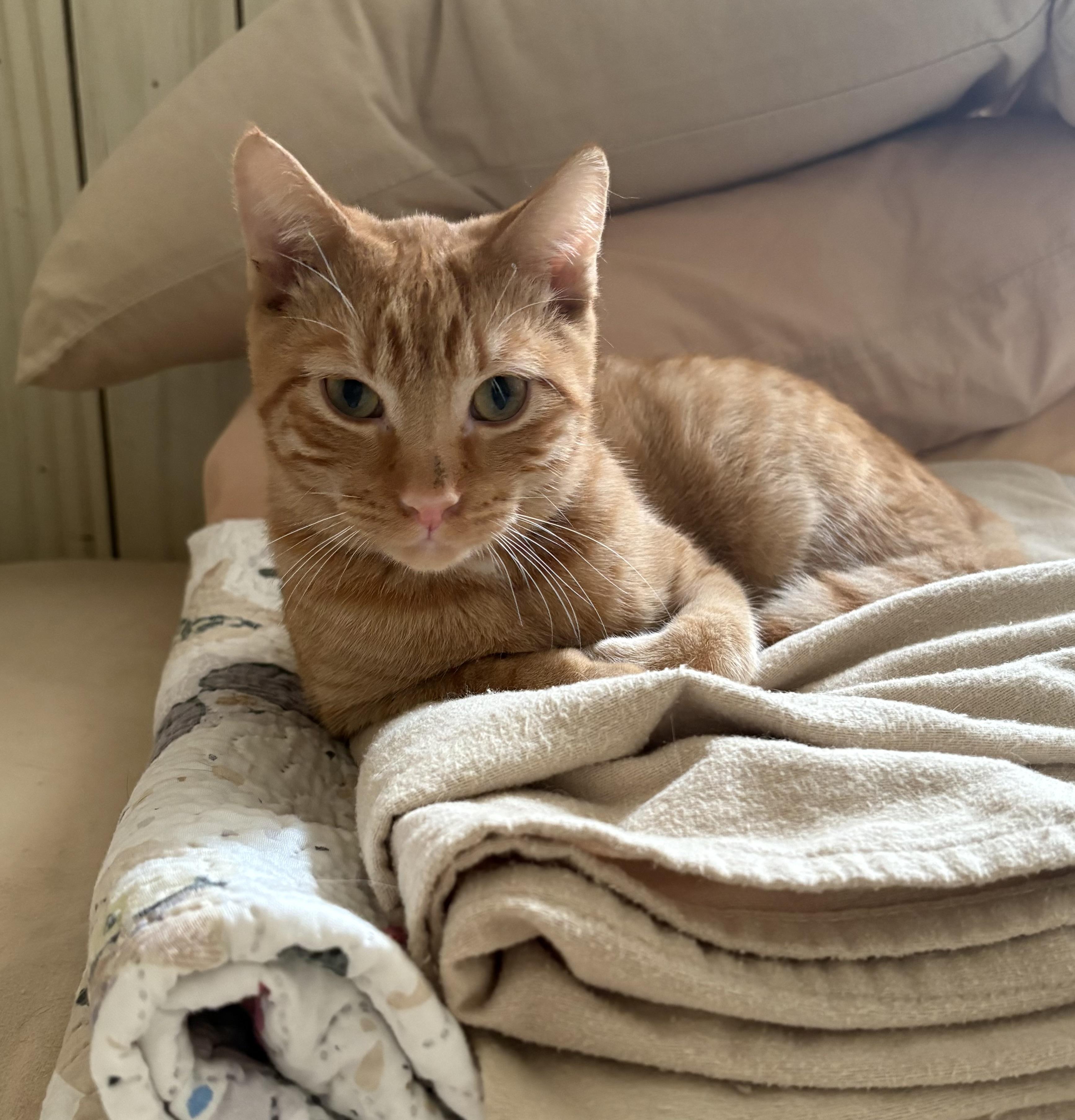 Enlarge Mango, a Adoptable American Shorthair in Jersey City, NJ image 4/6