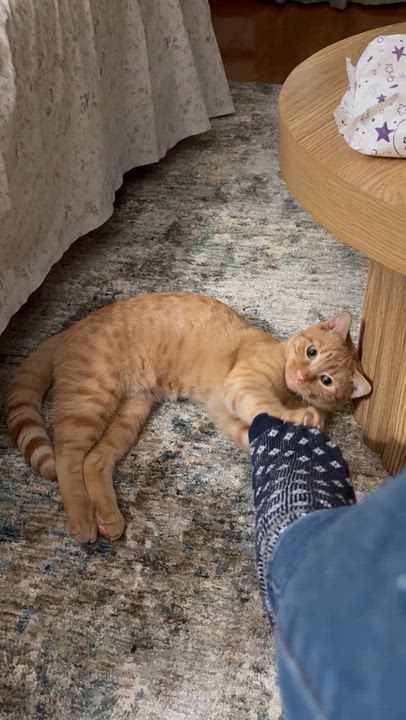 Enlarge Mango, a Adoptable American Shorthair in Jersey City, NJ video 5/6