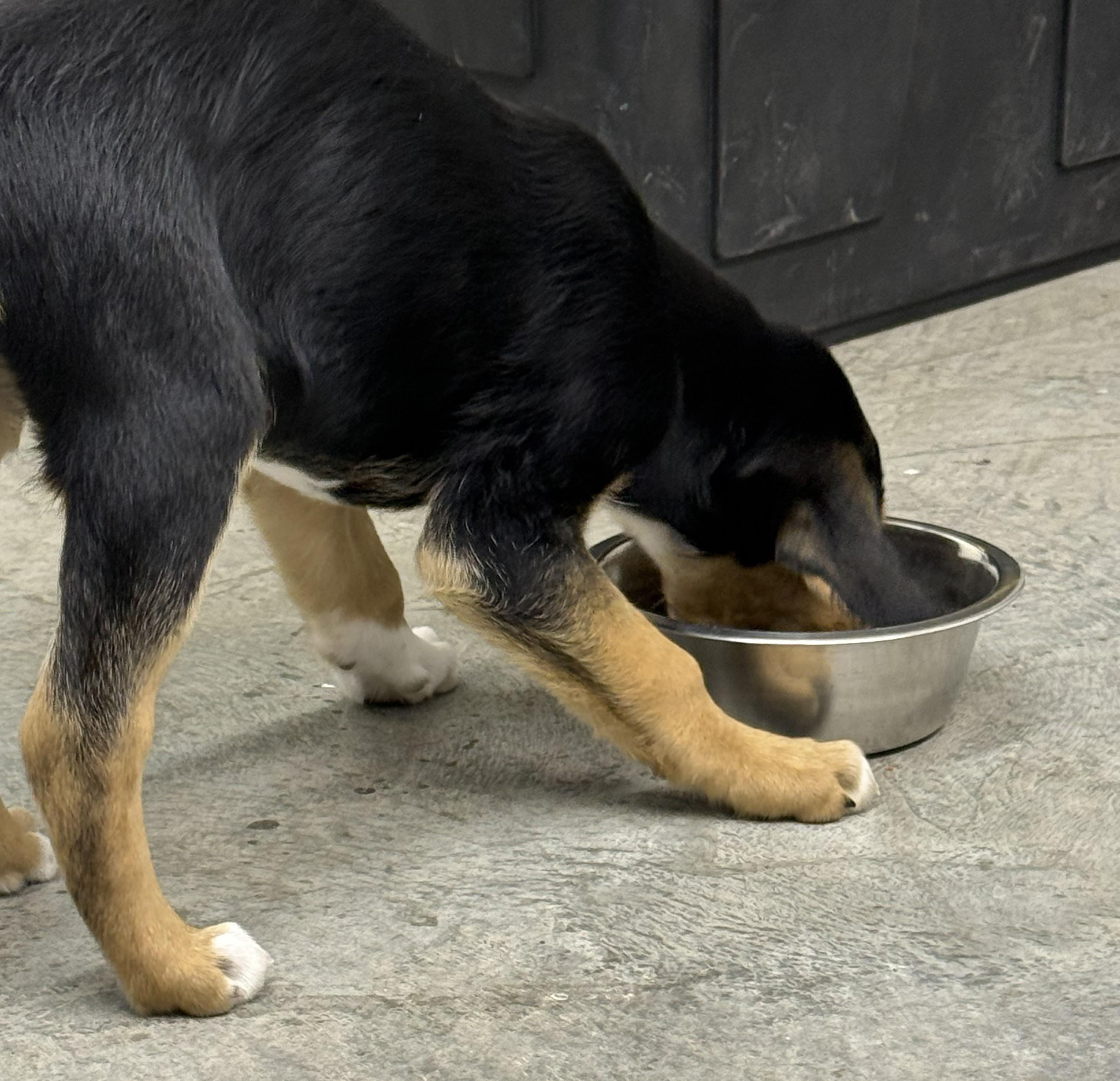 Moose, Adoptable, Puppy Male Beagle.