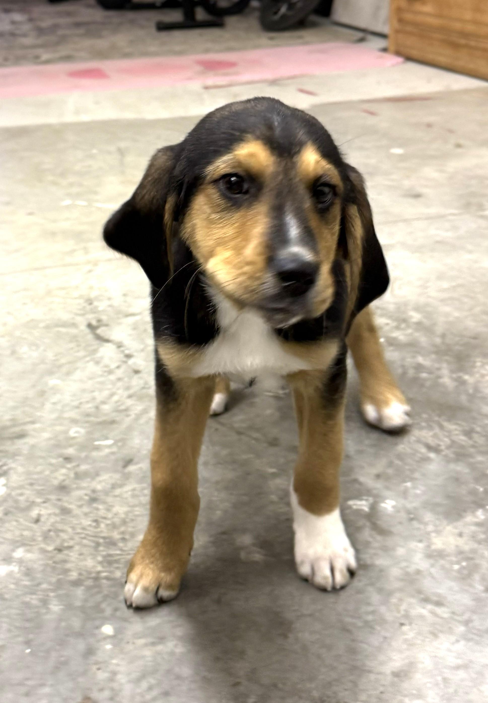 Enlarge Moose, an adopted Beagle in Elk, WA image 2/5