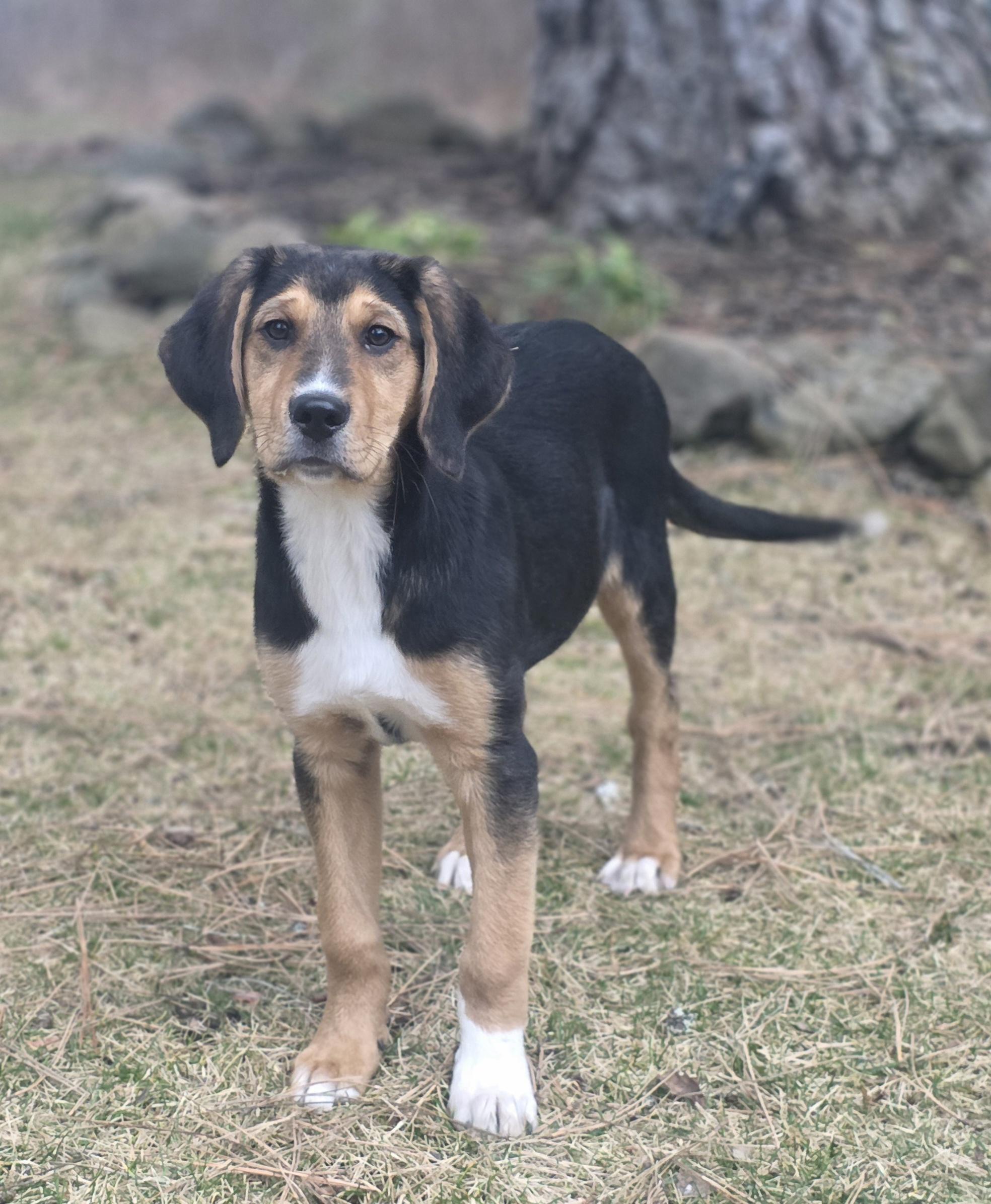 Enlarge Moose, an adopted Beagle in Elk, WA image 4/5