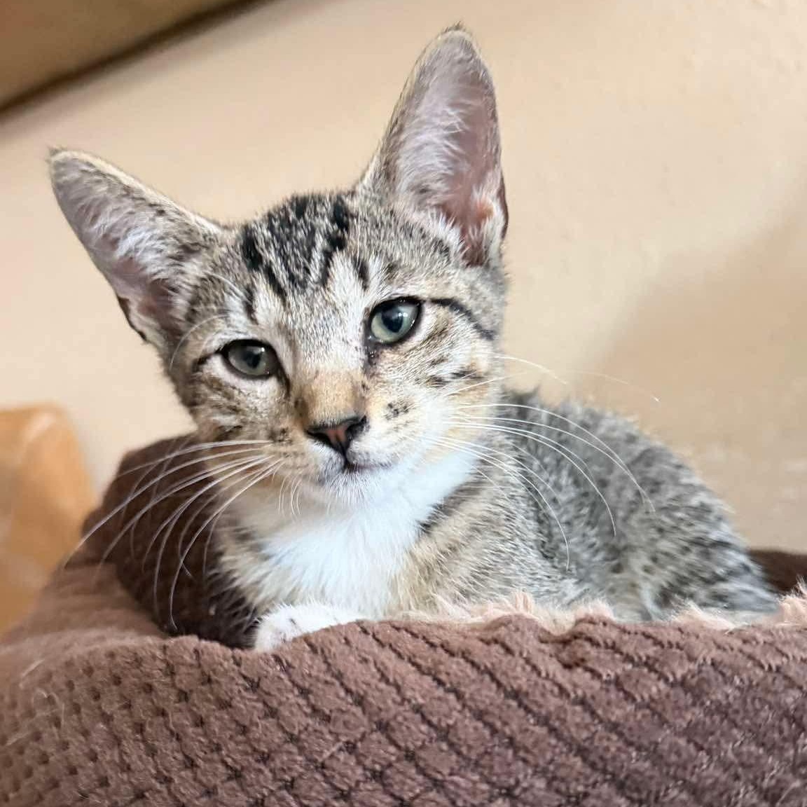 Enlarge Jane, a Adoptable mixed breed in Jackson, MI image 5/6