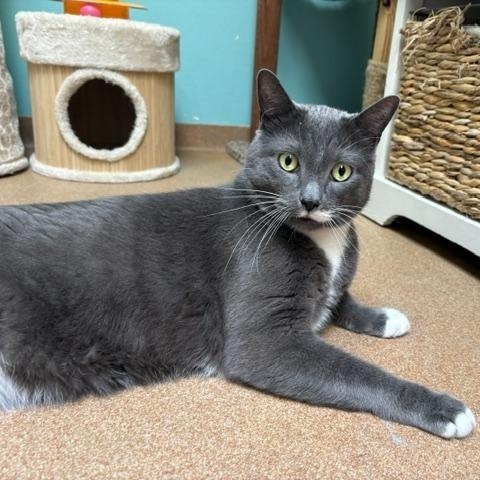 Enlarge John, a ADOPTABLE Domestic Short Hair in Norwalk, CT image 3/6