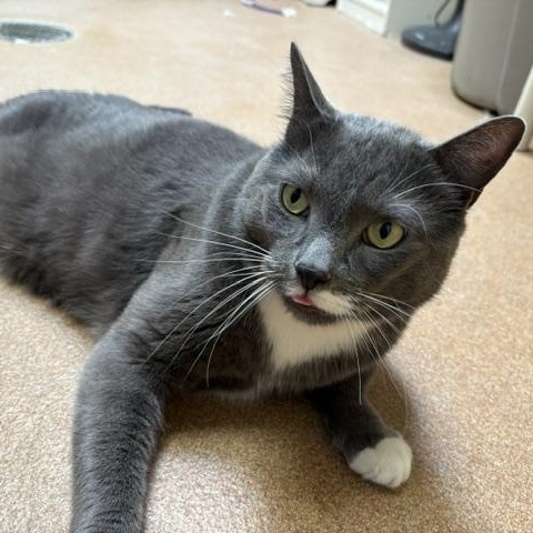 Enlarge John, a ADOPTABLE Domestic Short Hair in Norwalk, CT image 5/6