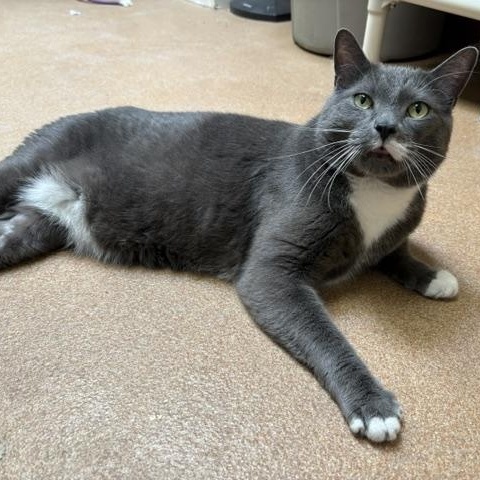 Enlarge John, a ADOPTABLE Domestic Short Hair in Norwalk, CT image 4/6
