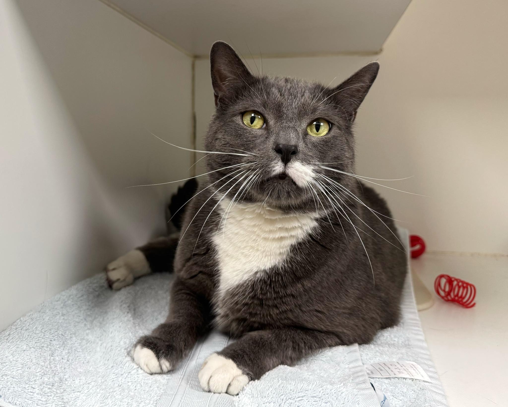 John, ADOPTABLE, Adult Male Domestic Short Hair.