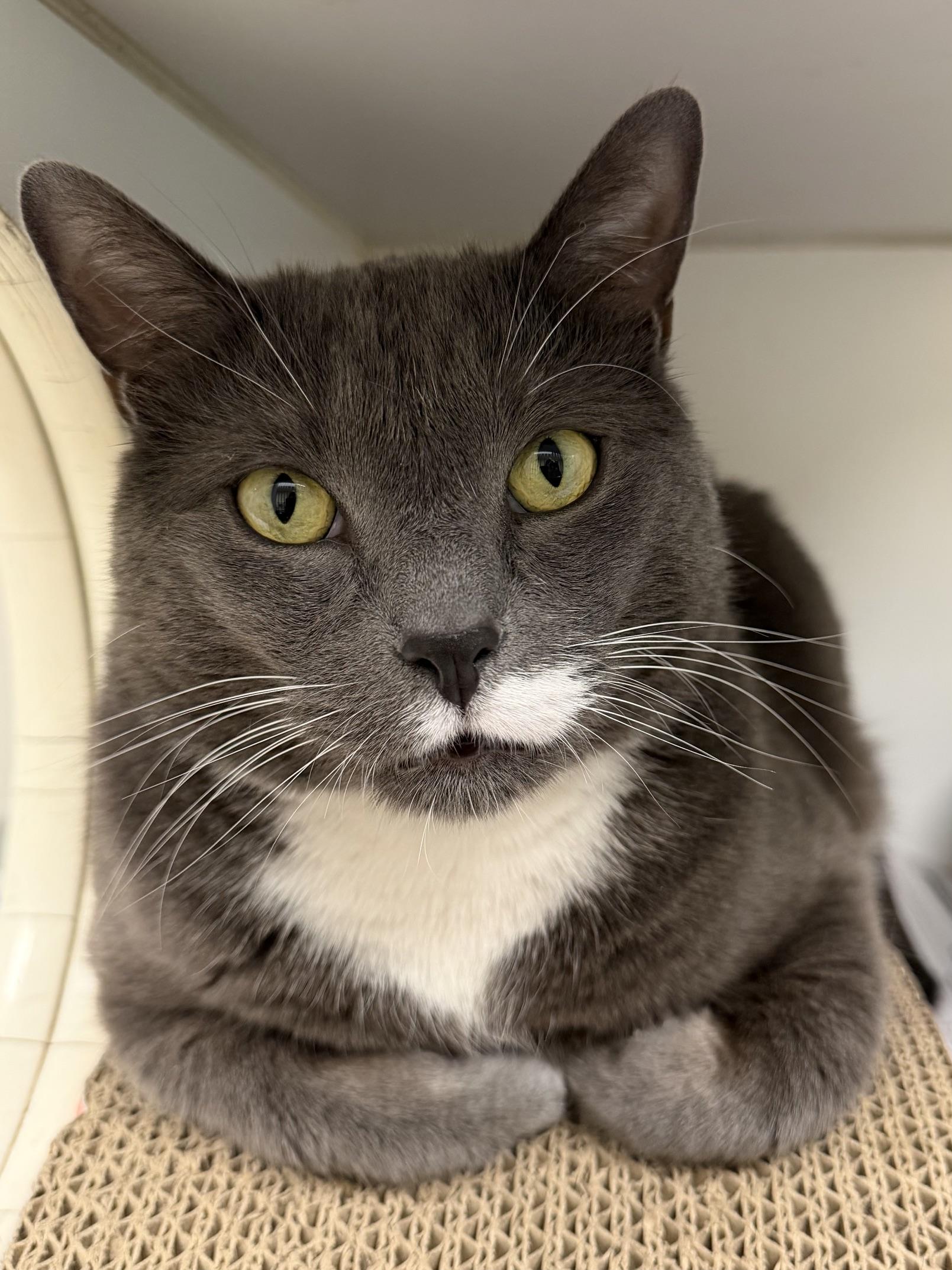 Enlarge John, a ADOPTABLE Domestic Short Hair in Norwalk, CT image 2/6