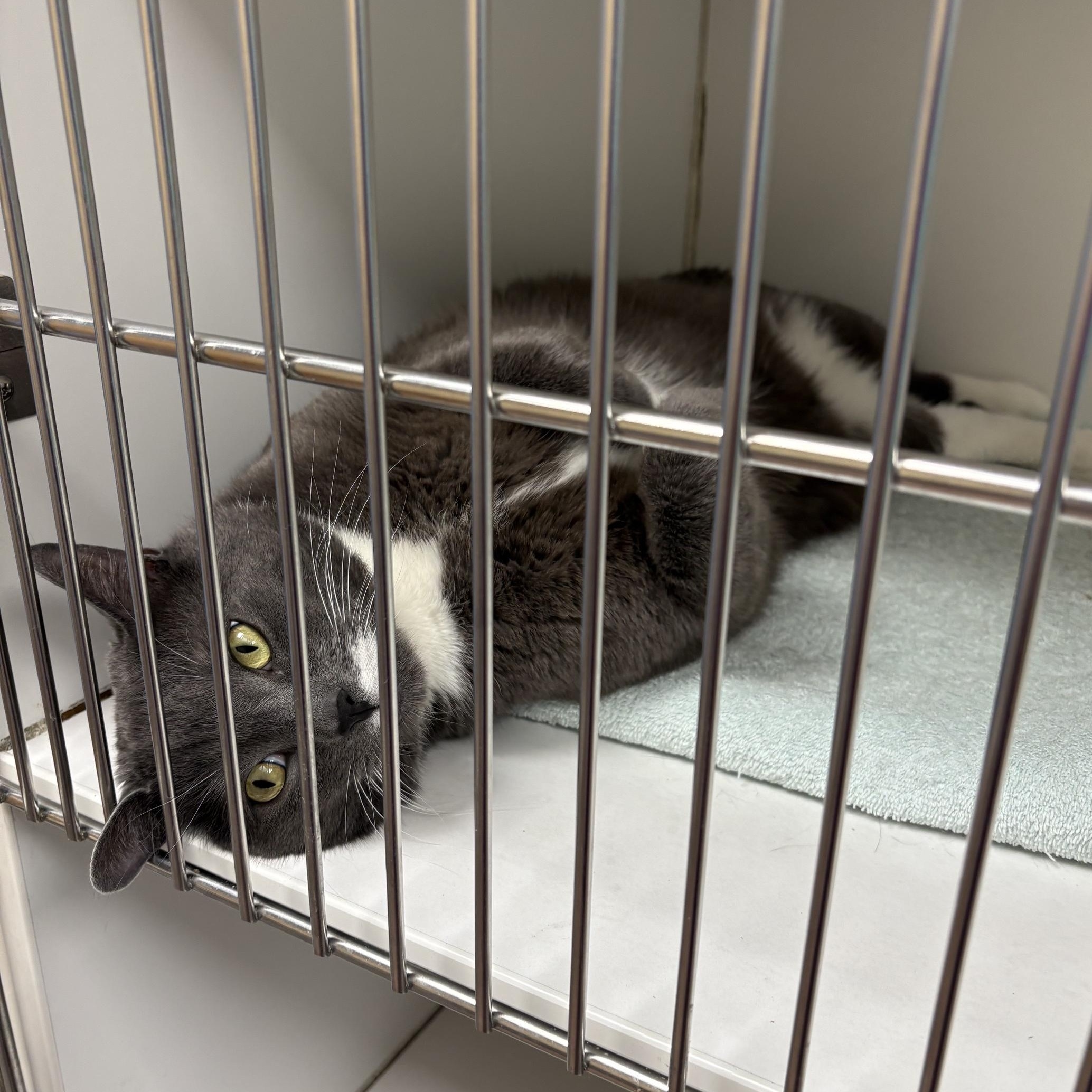 Enlarge John, a ADOPTABLE Domestic Short Hair in Norwalk, CT image 6/6