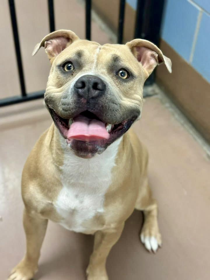 Sea Lion, ADOPTABLE, Adult Female Pit Bull Terrier.