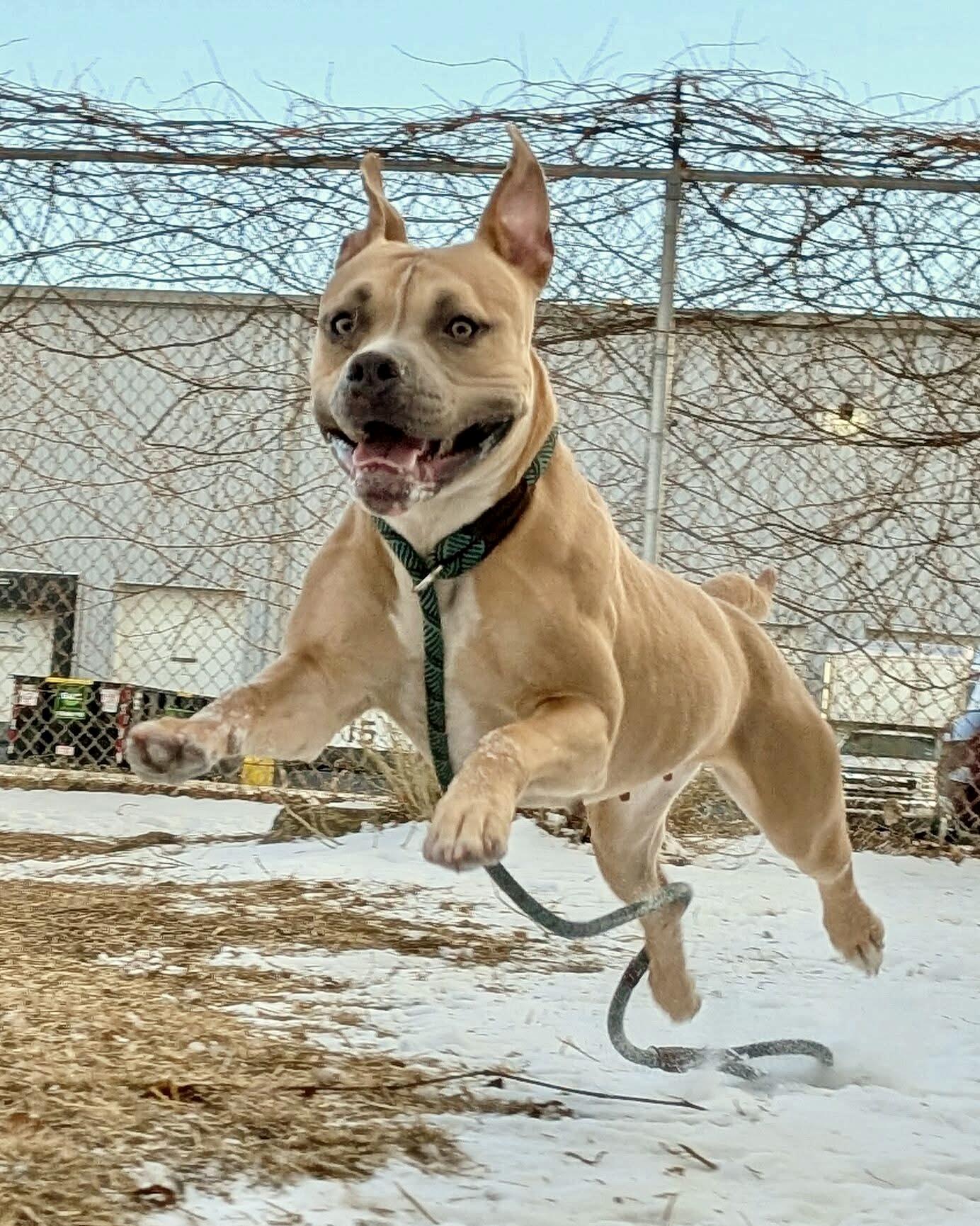 Enlarge Sea Lion, an adoptable Pit Bull Terrier in Chicago, IL image 3/5