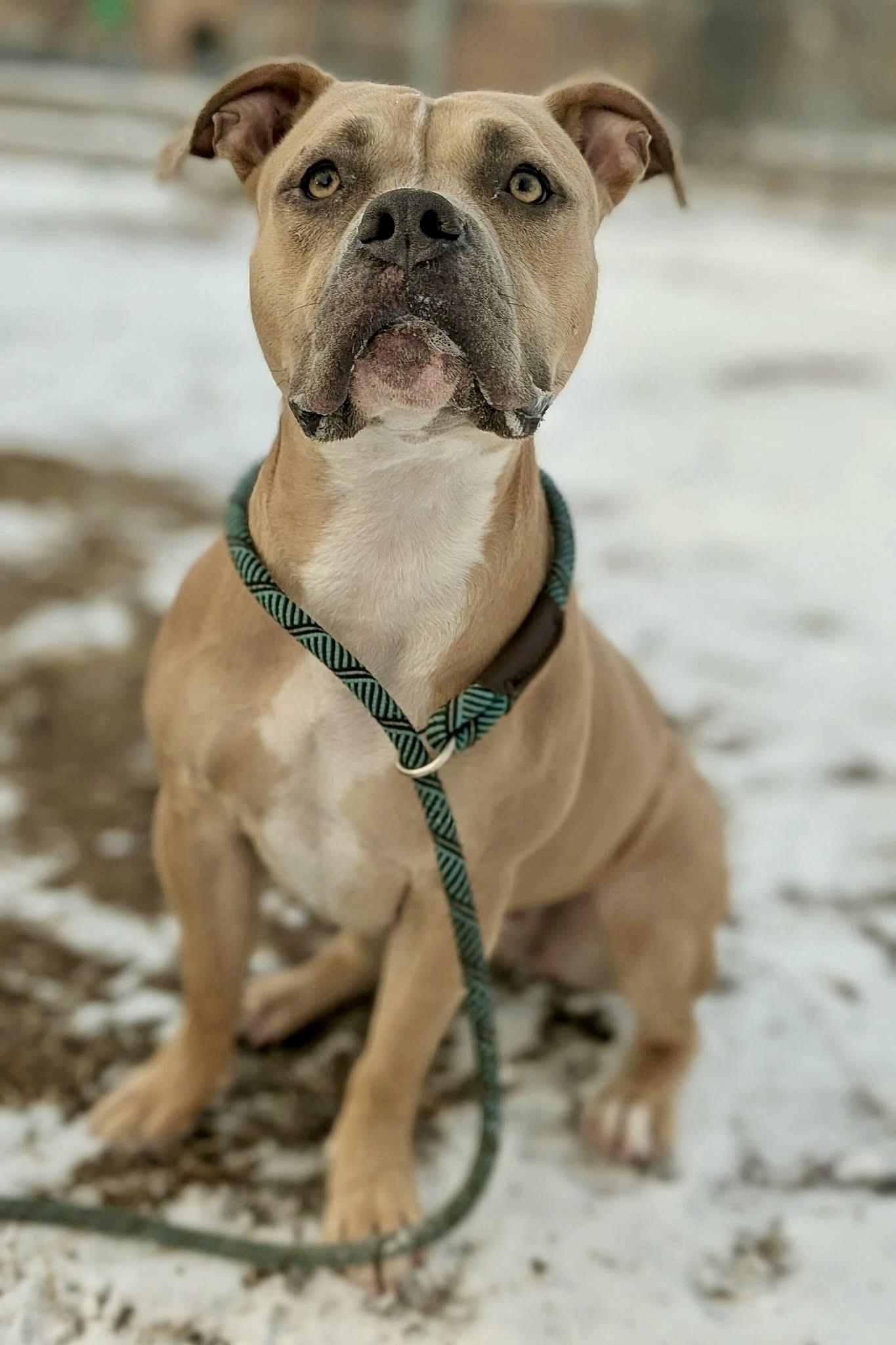 Enlarge Sea Lion, an adoptable Pit Bull Terrier in Chicago, IL image 2/5