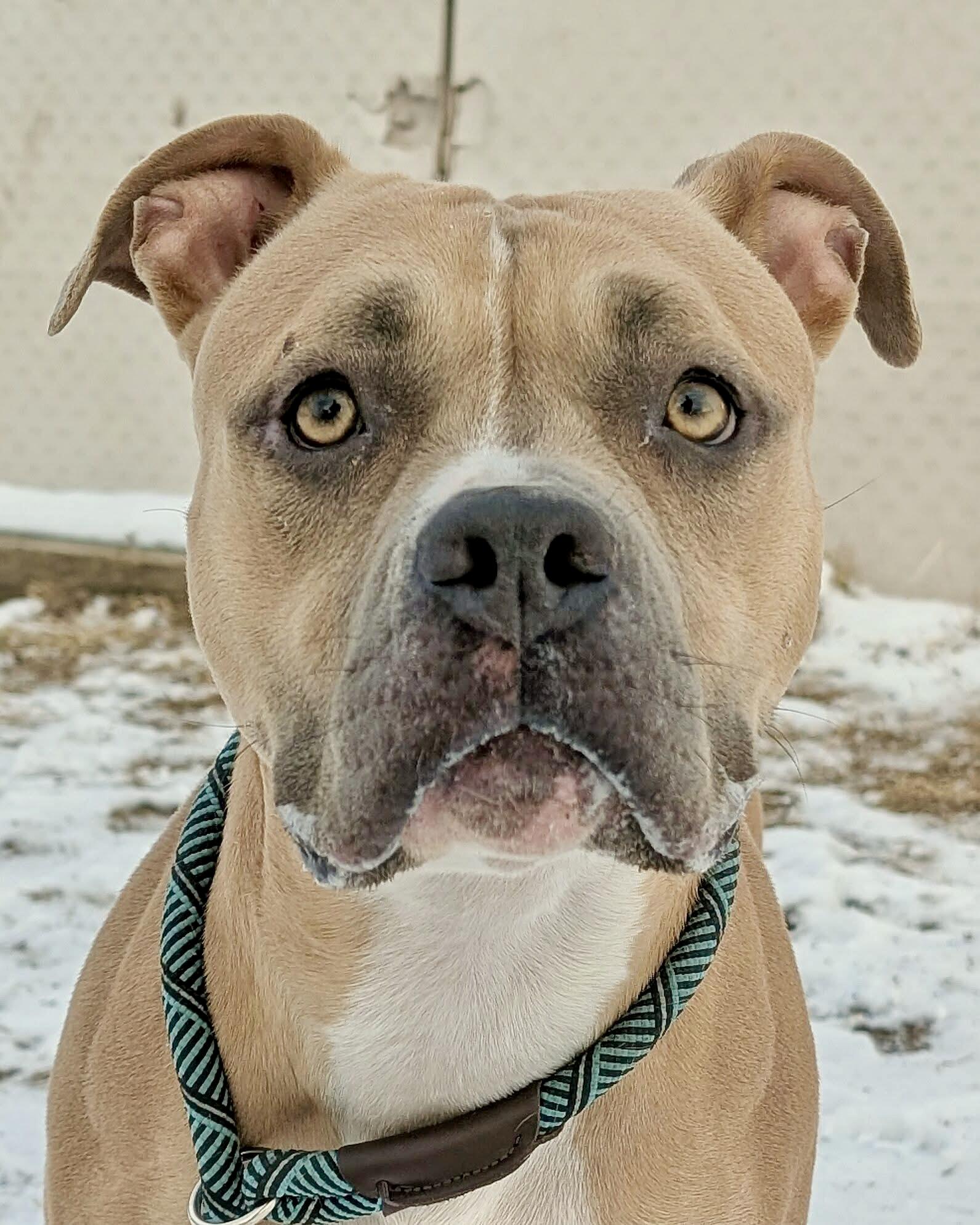 Sea Lion, adoptable, Adult Female Pit Bull Terrier.