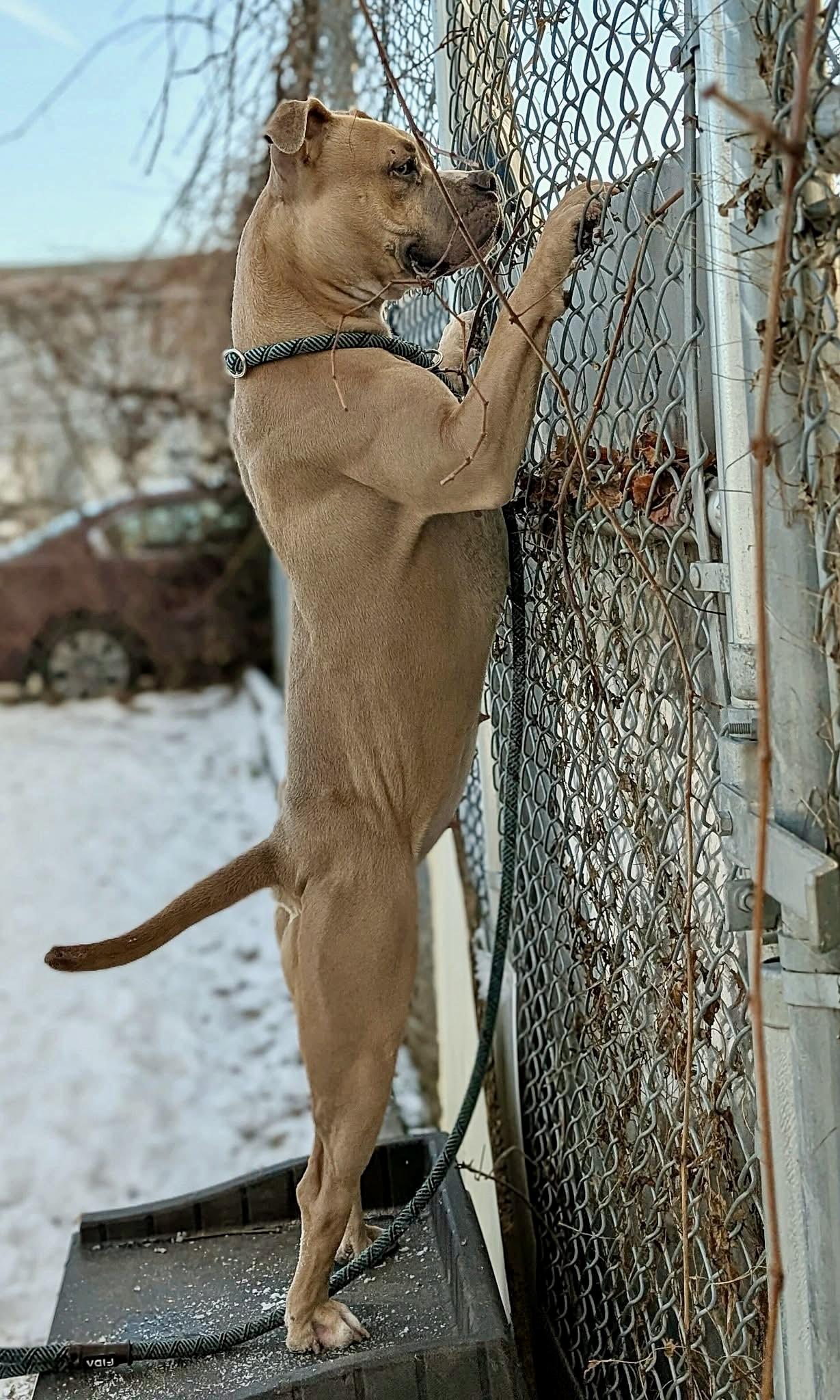 Enlarge Sea Lion, an adoptable Pit Bull Terrier in Chicago, IL image 4/5