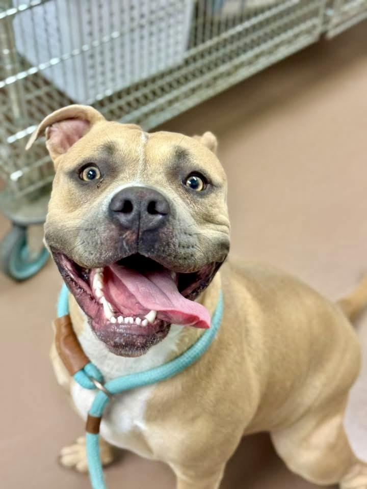 Sea Lion, a ADOPTABLE Pit Bull Terrier in Chicago, IL image 2/5