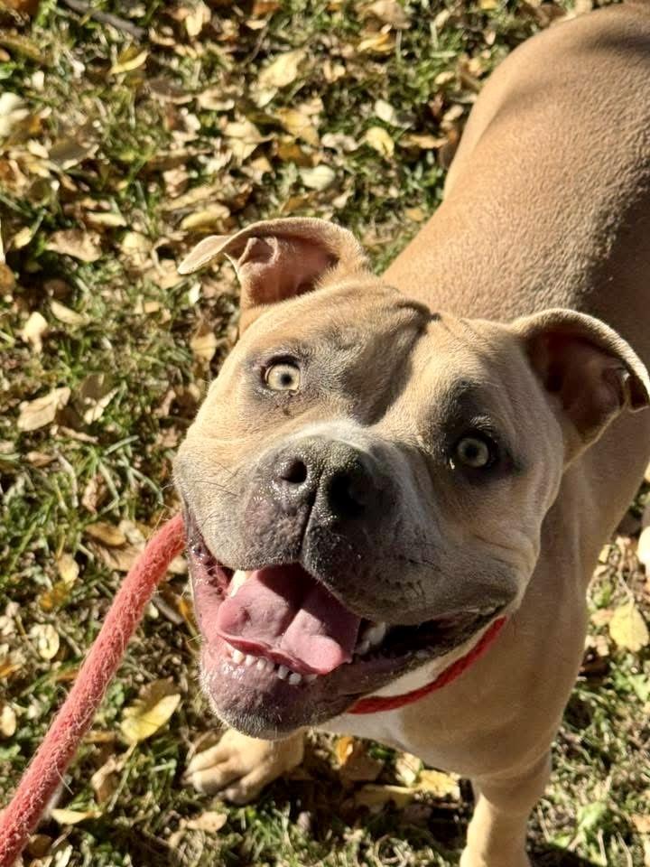Sea Lion, a ADOPTABLE Pit Bull Terrier in Chicago, IL image 3/5