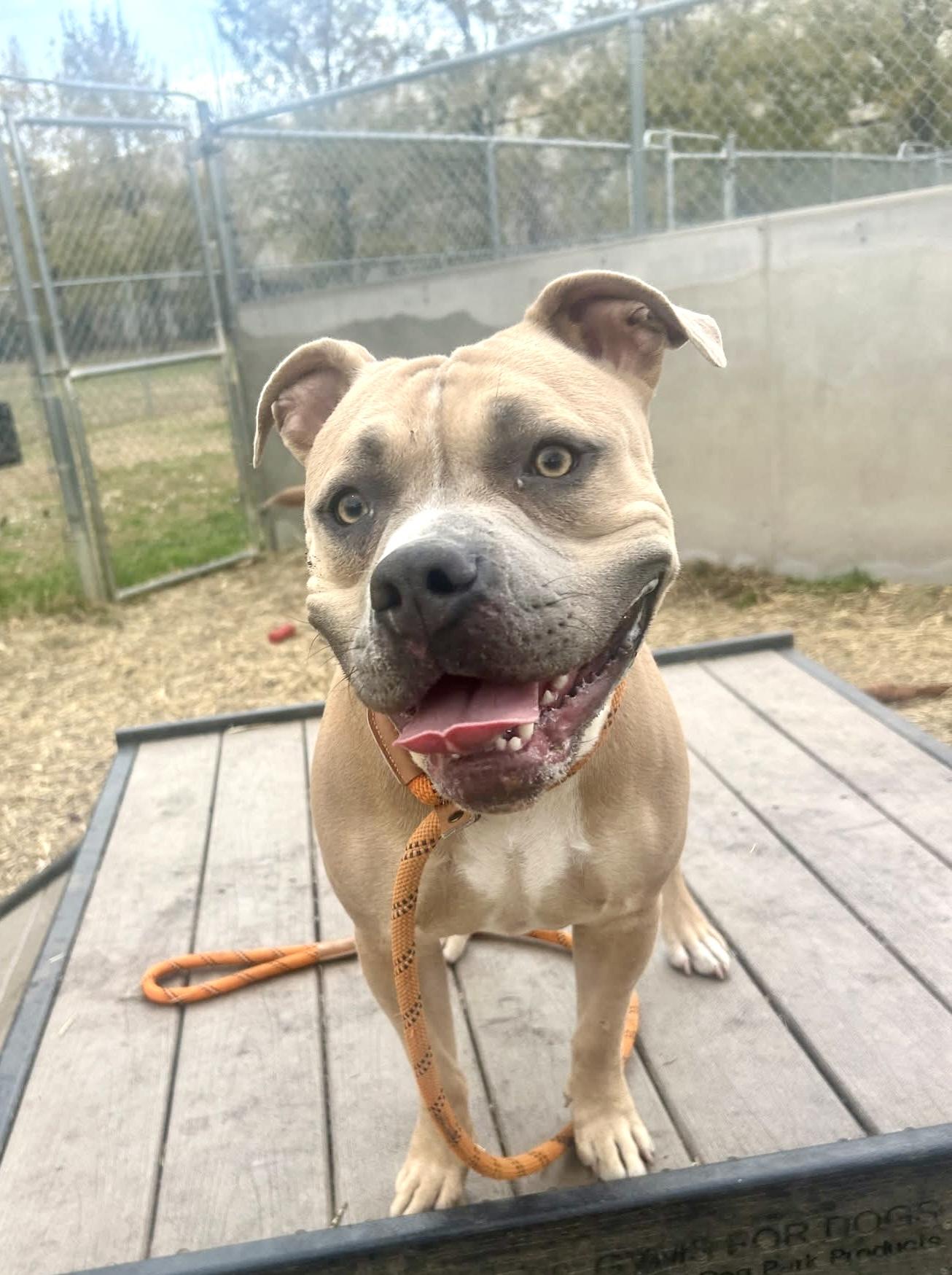 Sea Lion, a ADOPTABLE Pit Bull Terrier in Chicago, IL image 4/5