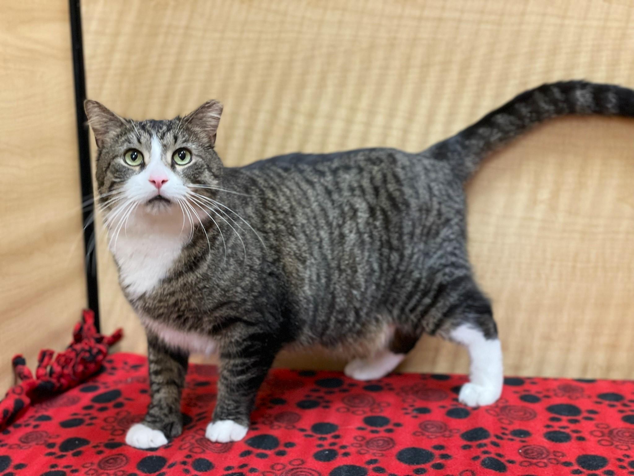Enlarge Big Guy, a ADOPTABLE mixed breed in Taylor, MI image 4/6