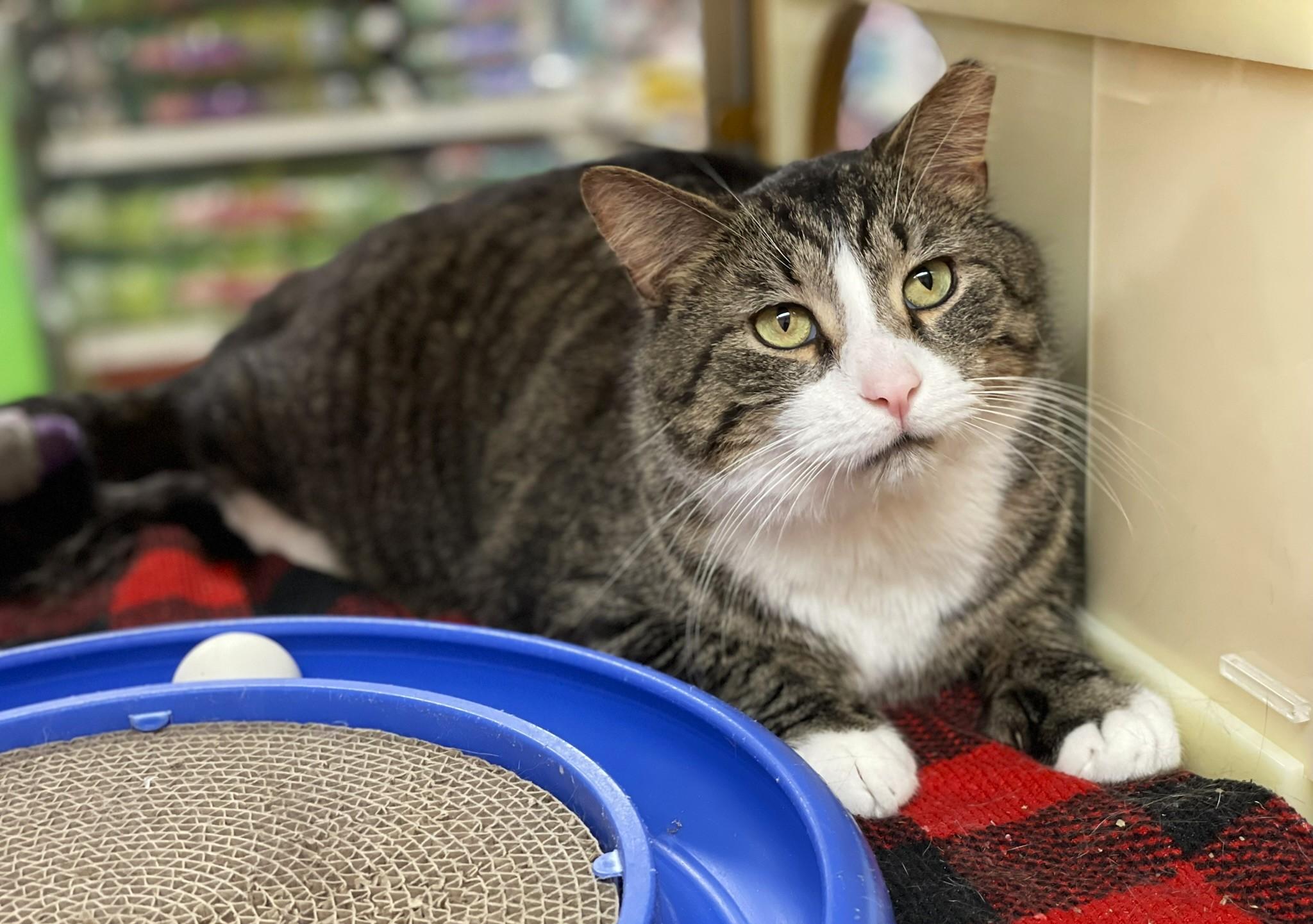 Enlarge Big Guy, a ADOPTABLE mixed breed in Taylor, MI image 2/6