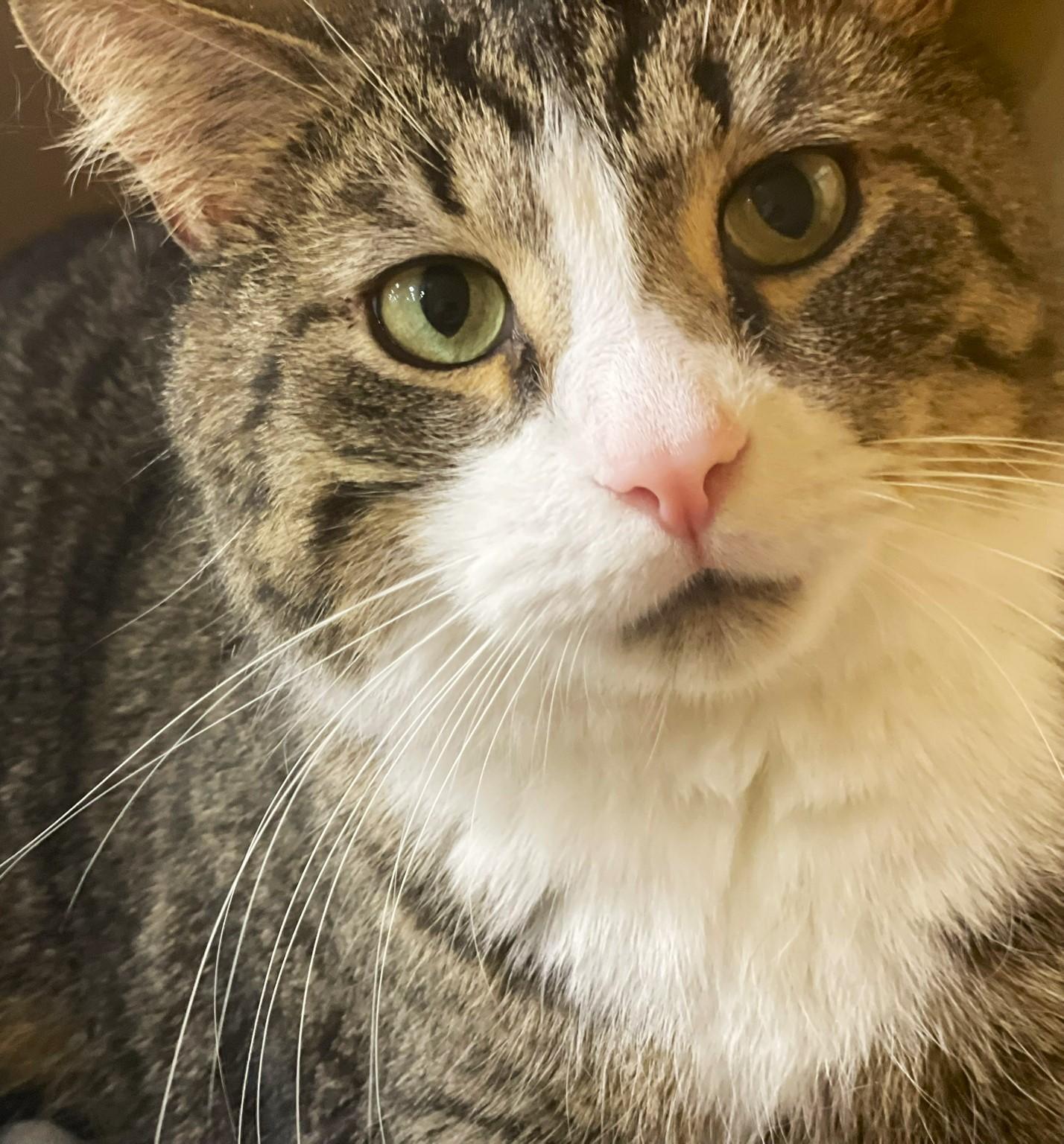 Enlarge Big Guy, a ADOPTABLE mixed breed in Taylor, MI image 3/6