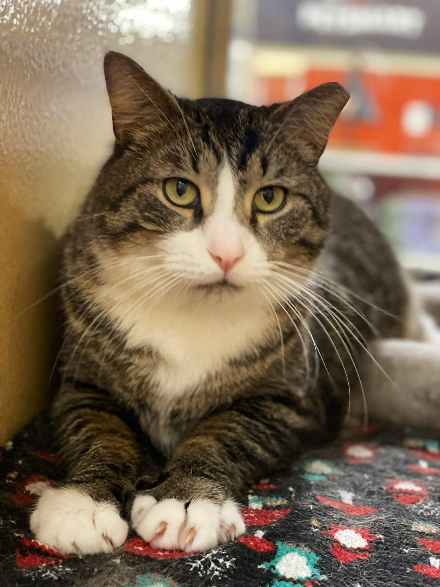 Enlarge Big Guy, a ADOPTABLE mixed breed in Taylor, MI image 5/6