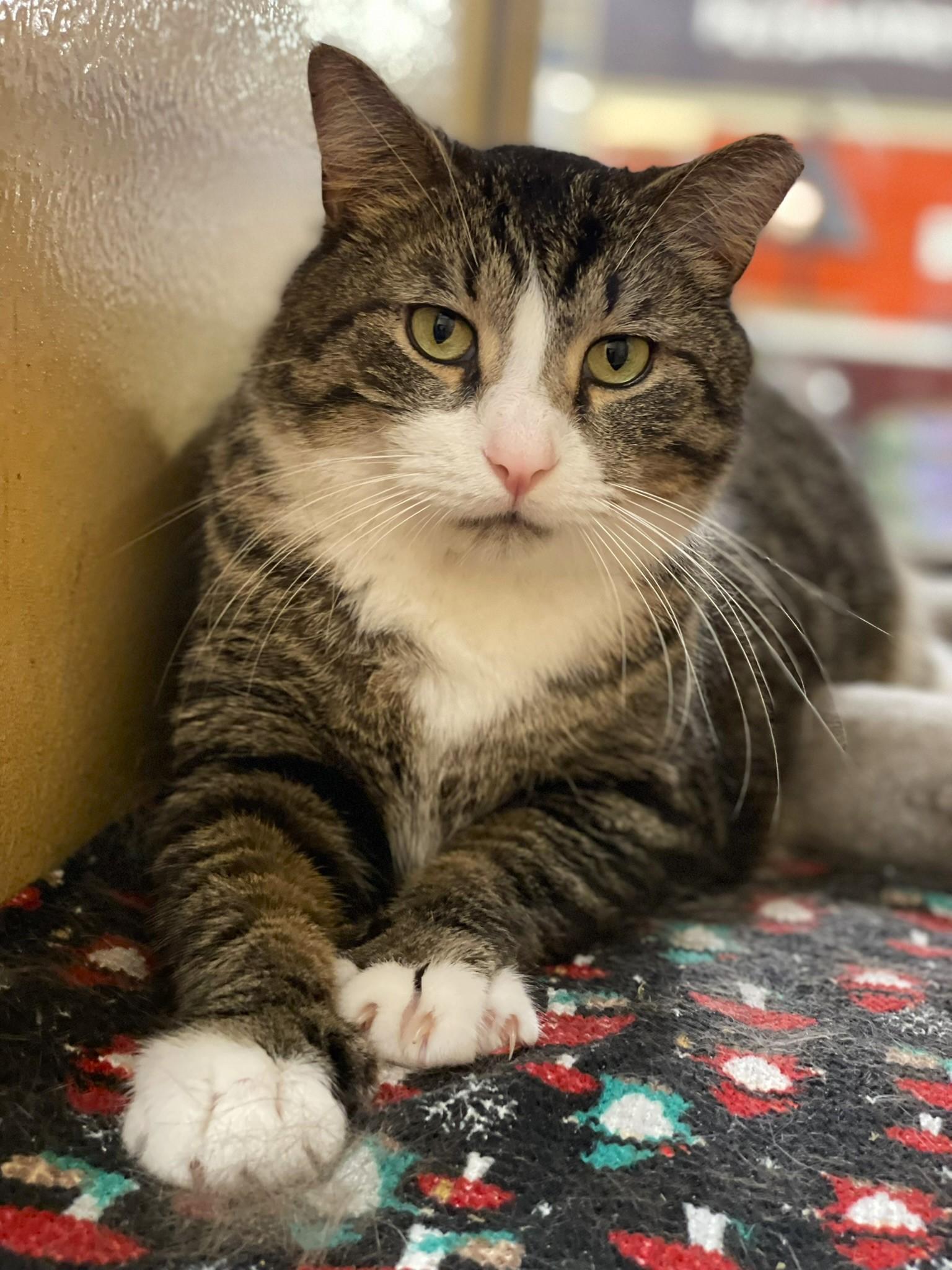 Enlarge Big Guy, a ADOPTABLE mixed breed in Taylor, MI image 1/6