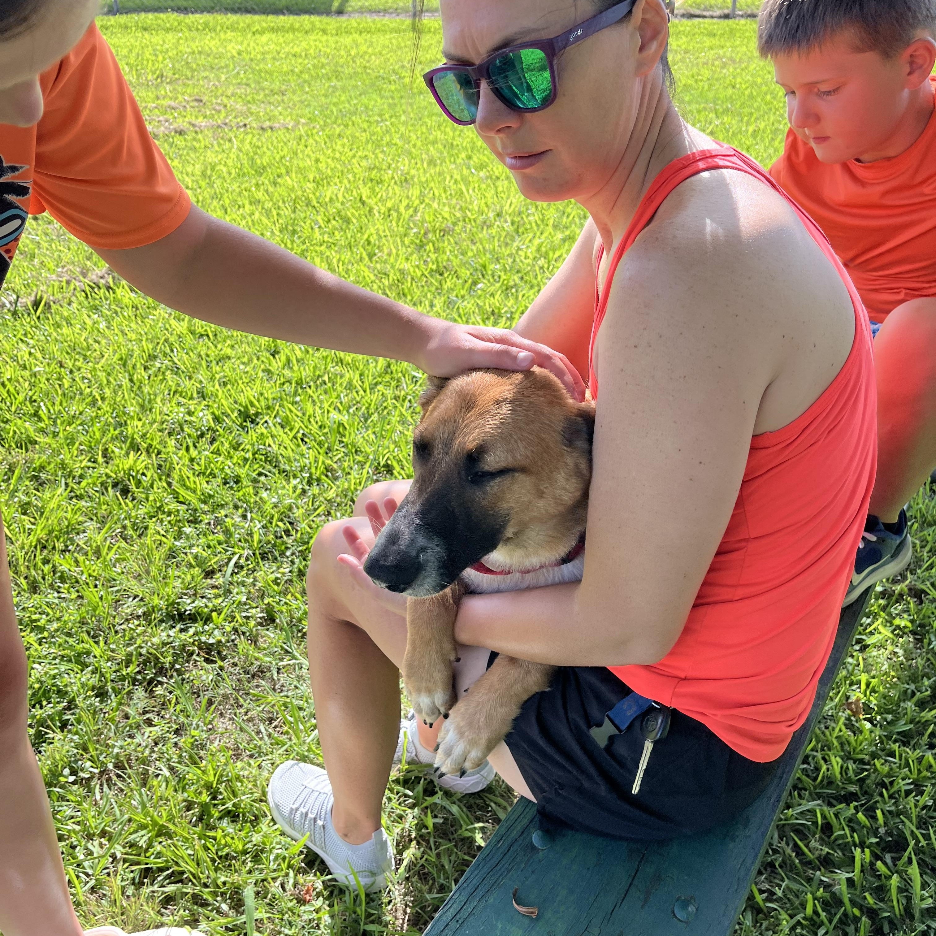 Scout, a Adoptable mixed breed in Bellingham, WA image 6/6