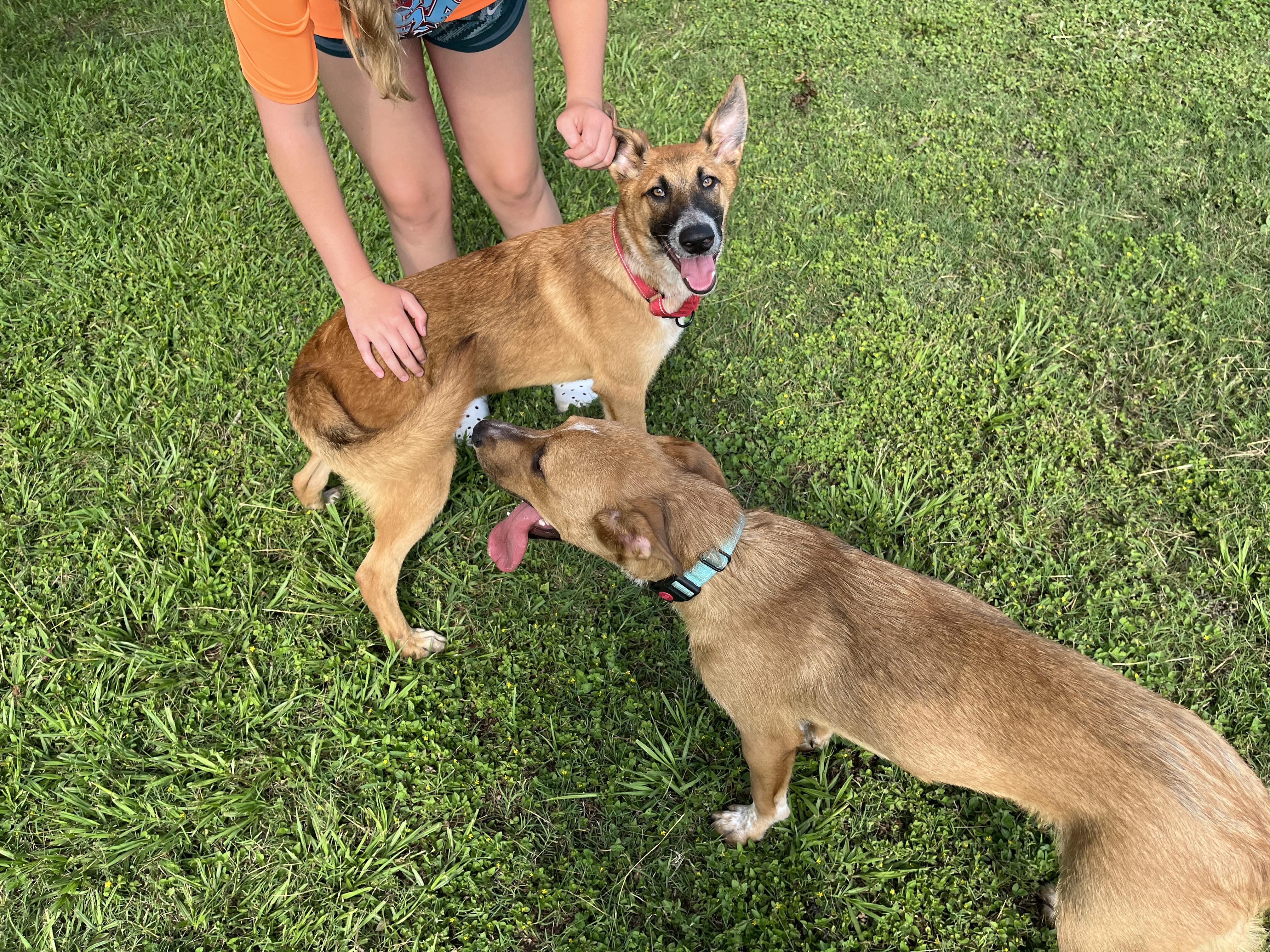 Scout, a Adoptable mixed breed in Bellingham, WA image 4/6