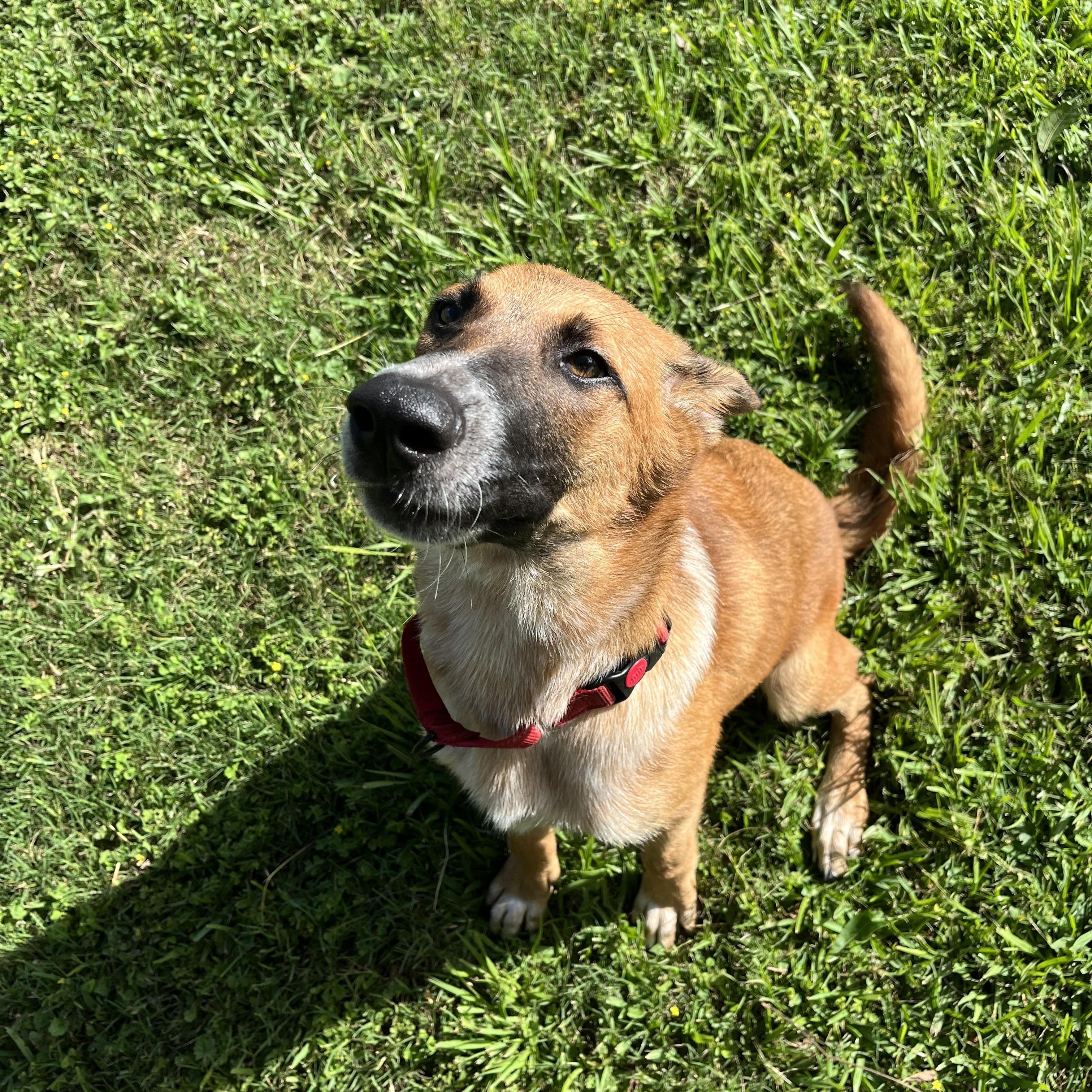 Scout, a Adoptable mixed breed in Bellingham, WA image 5/6